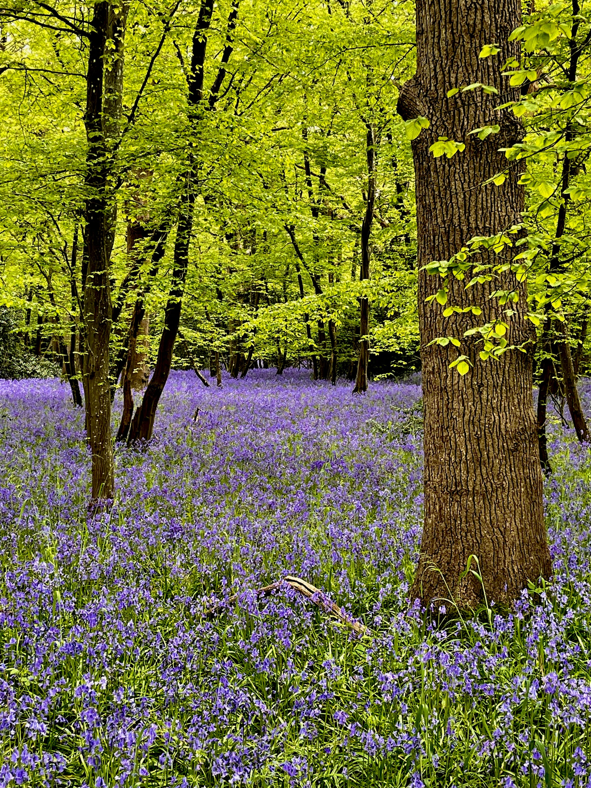 Bluebells. Pollards Wood, East Susssex