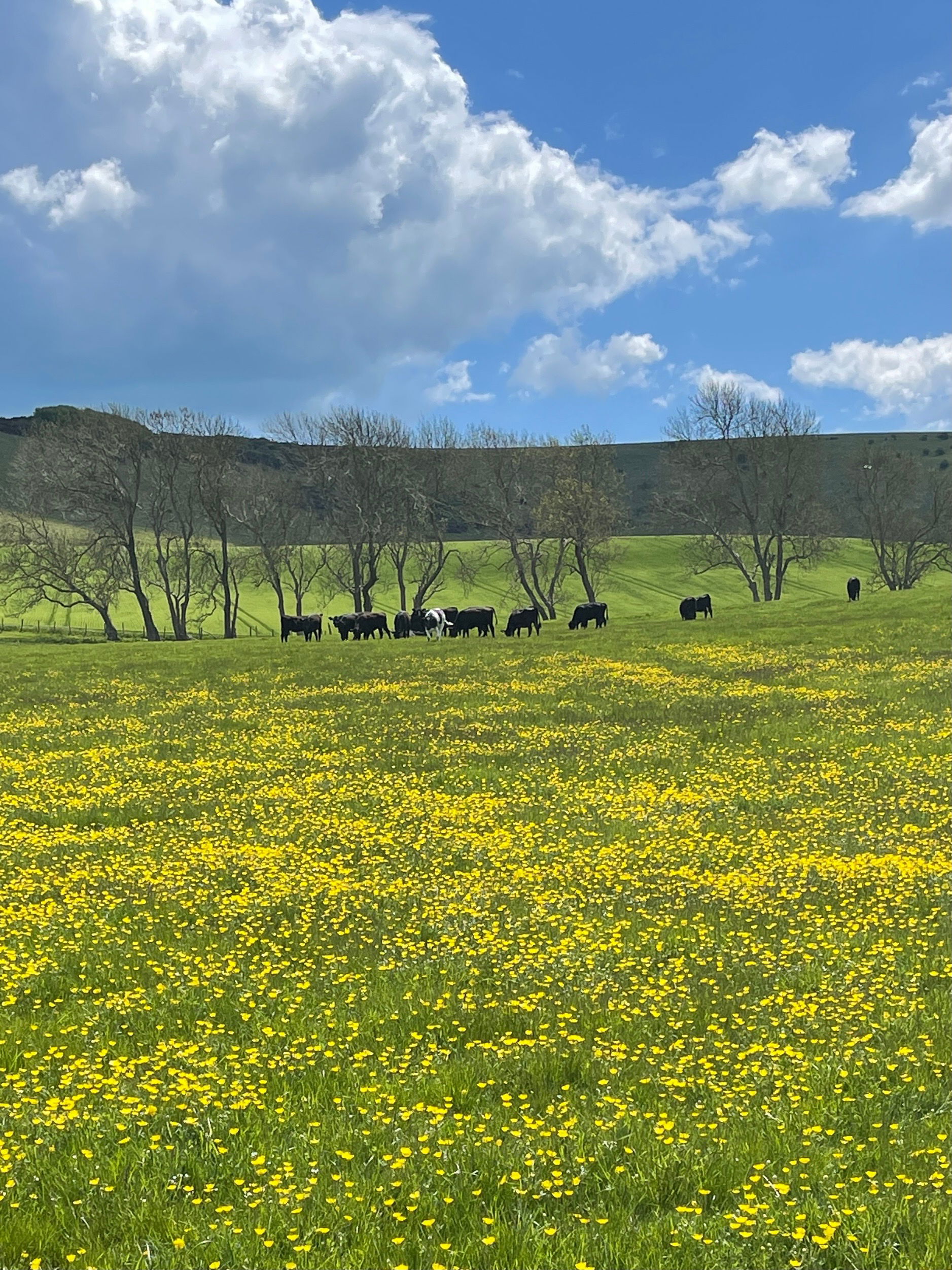 A Small Corner of Paradise. Beddingham, East Sussex