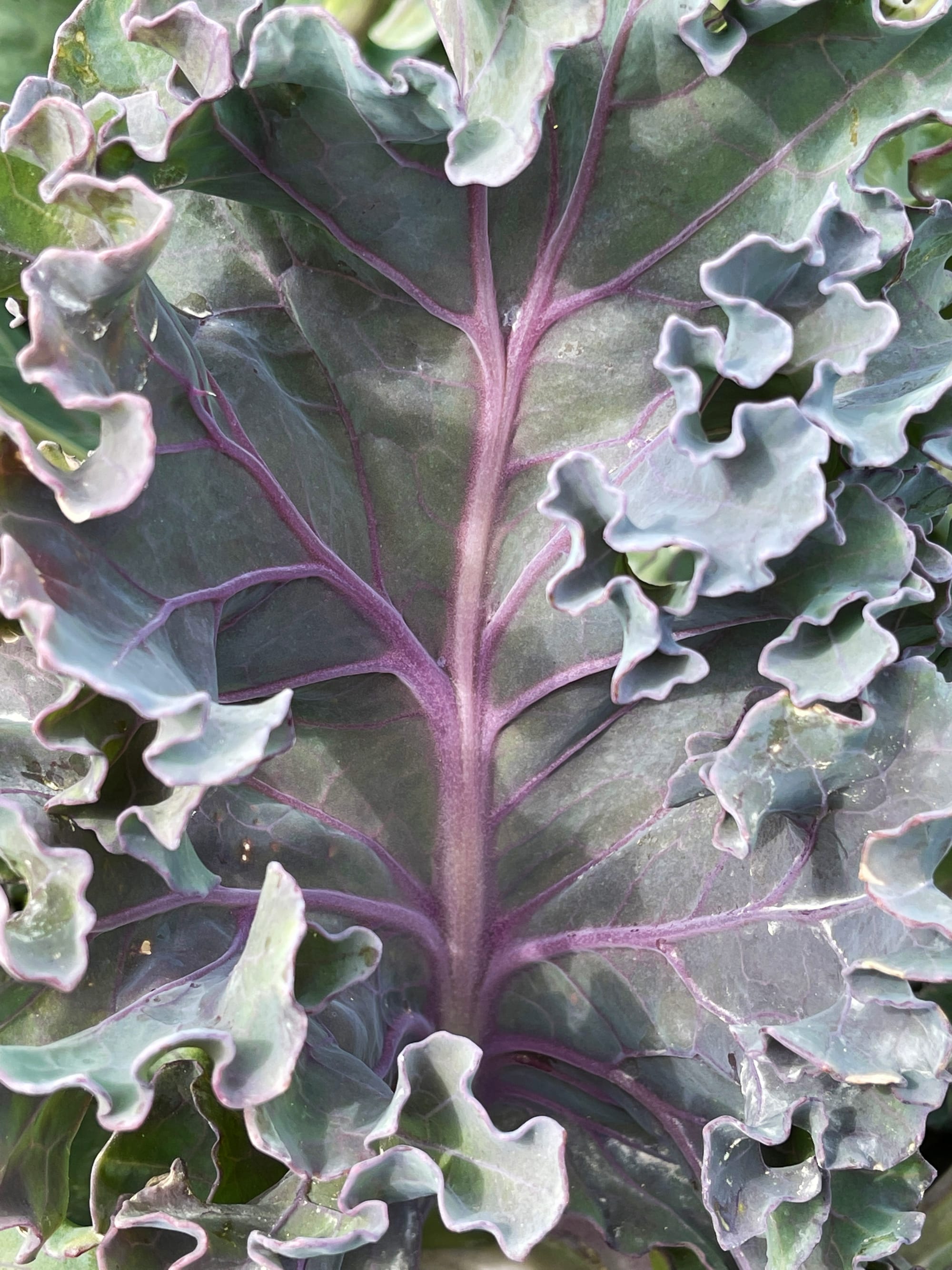 Sea Kale Leaf. Cow Gap, East Sussex