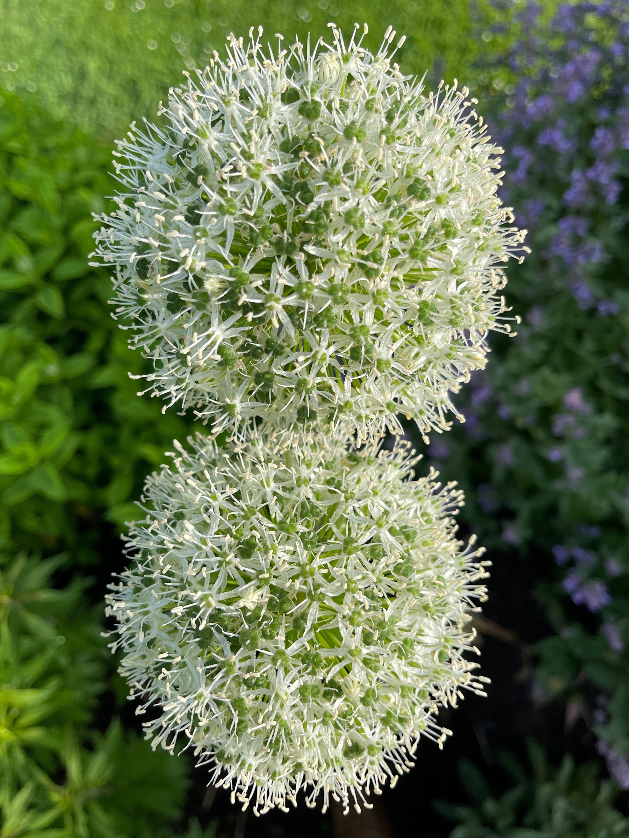 Alium Heads. Beddingham, East Sussex