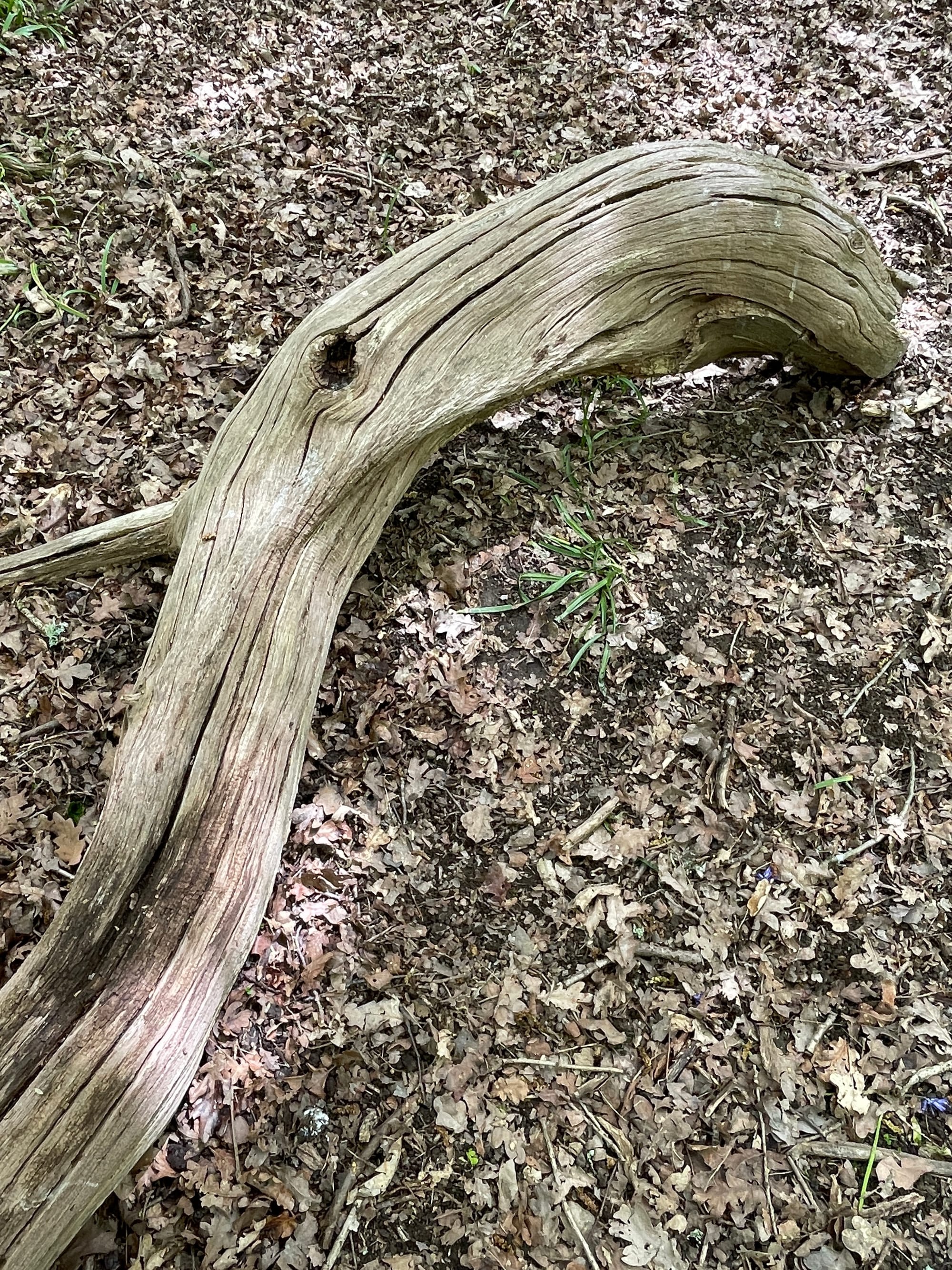 Unicorn. Pollards Wood, East Sussex