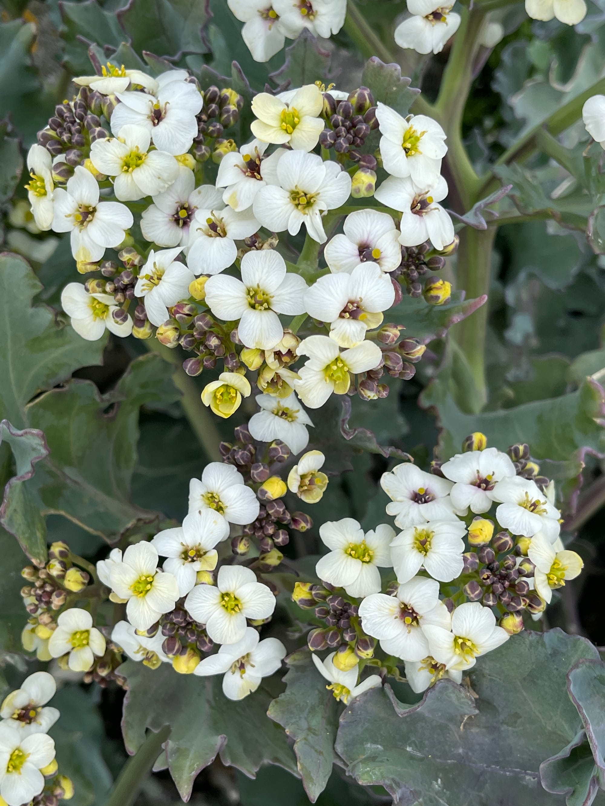 Flowering Sea Kale. Cow Gap, East Sussex