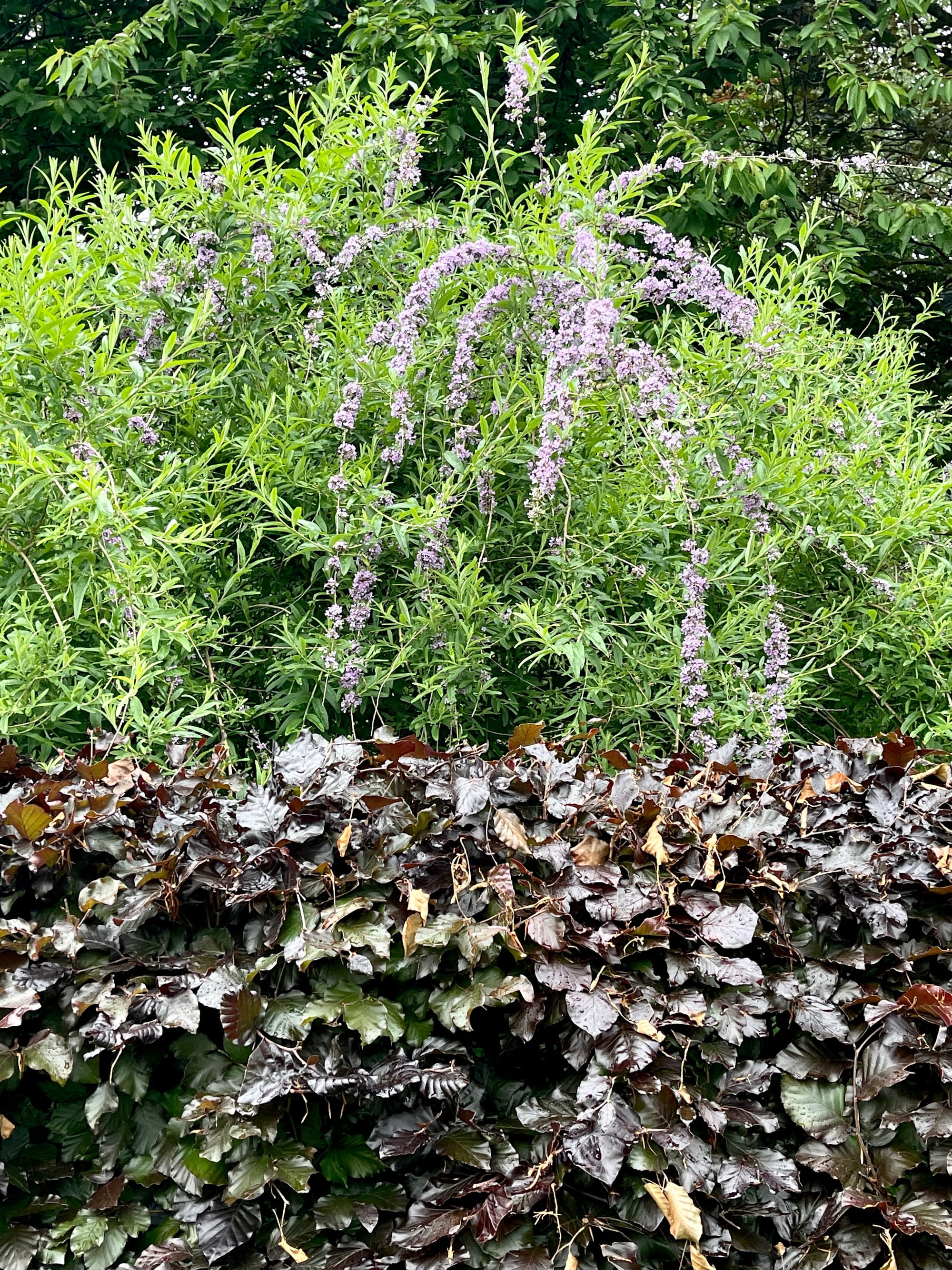 Weeping Buddleia. Beddingham, East Sussex