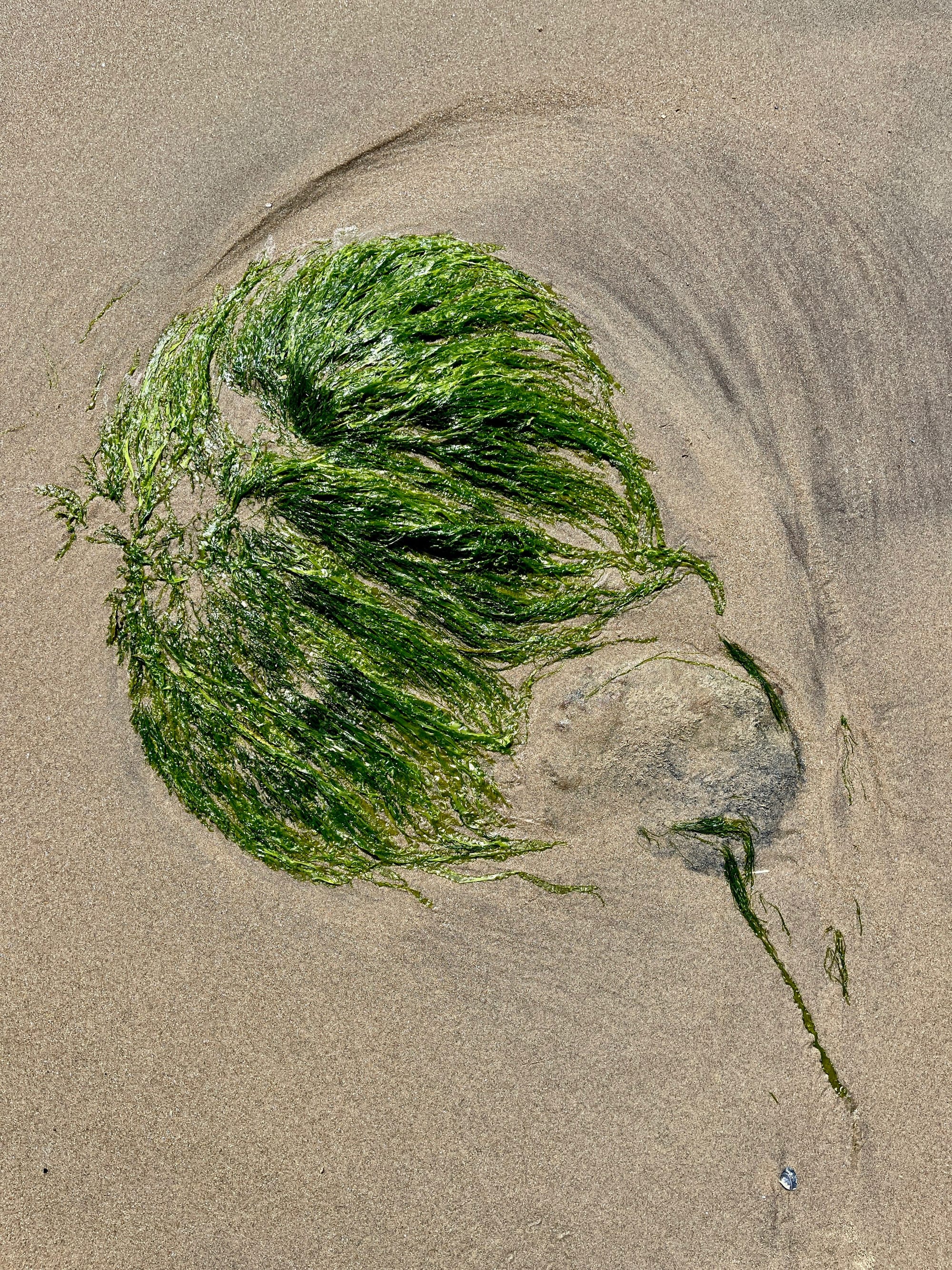 On the Beach. Pett Level, East Sussex