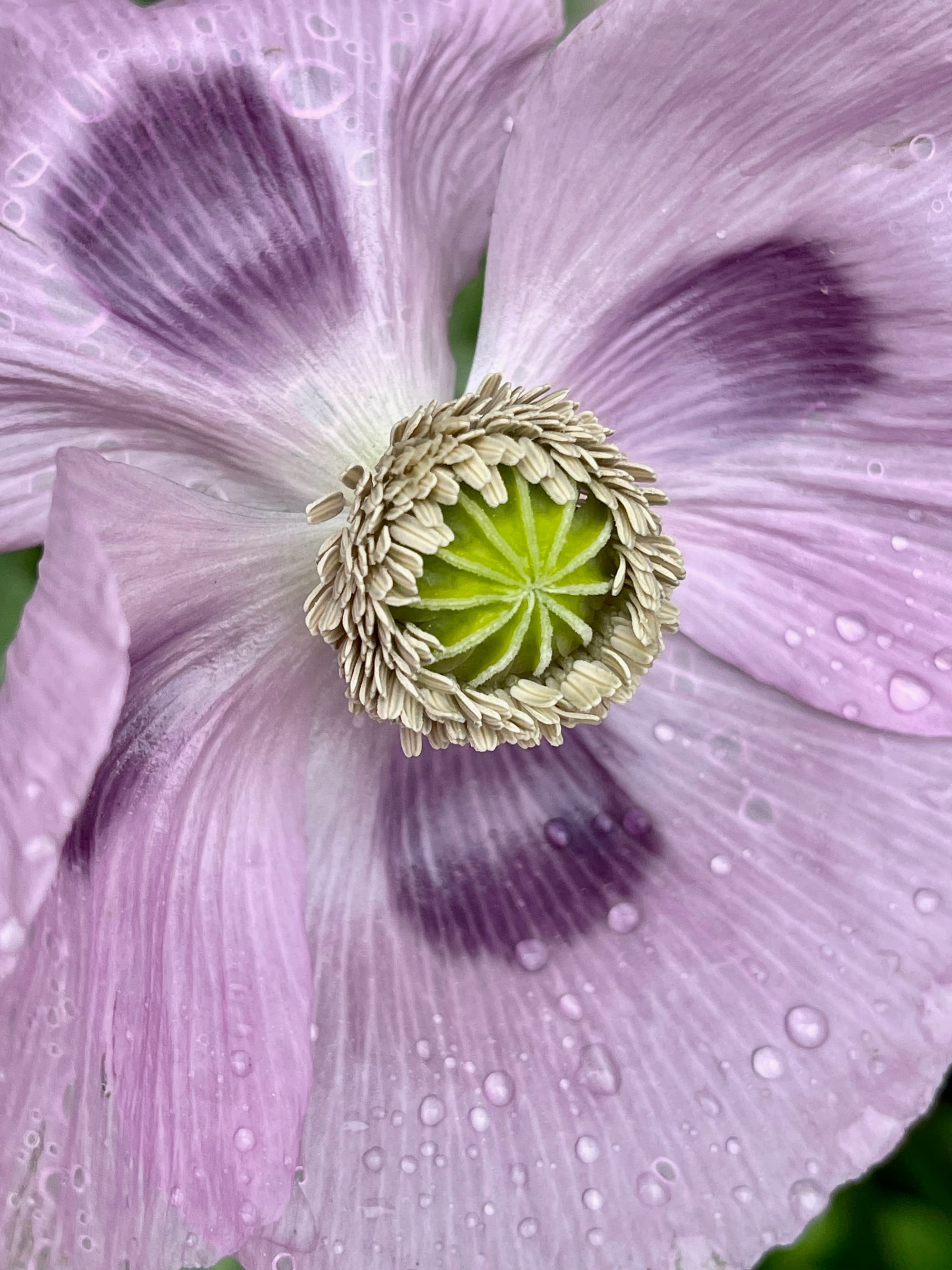 Full Bloom. Beddingham, East Sussex