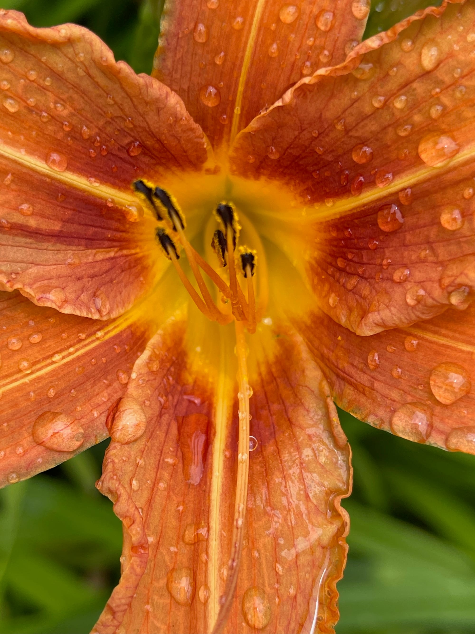 Golden Petals. Beddingham, East Sussex