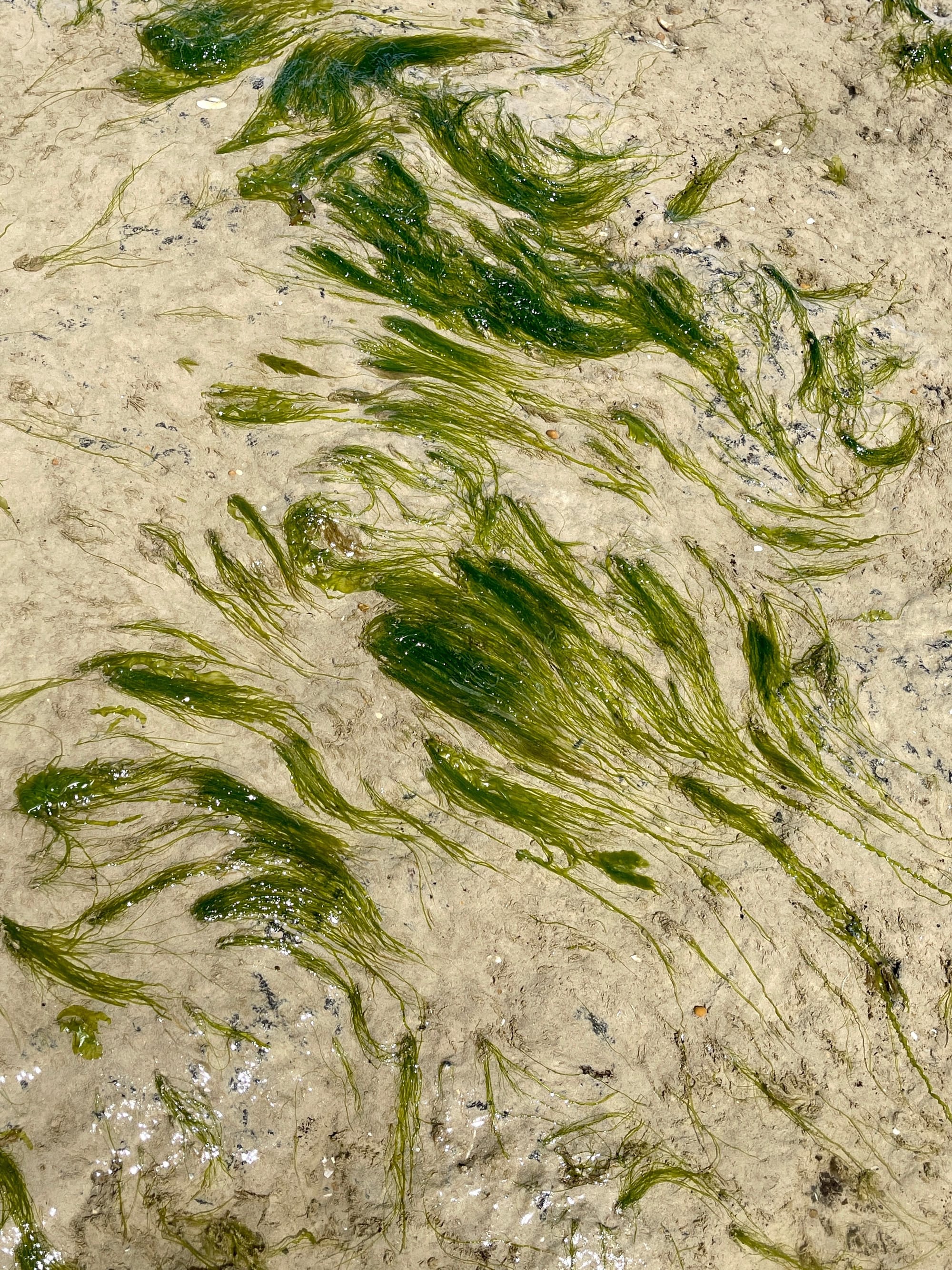 Mermaid Hair. Pett Level, East Sussex