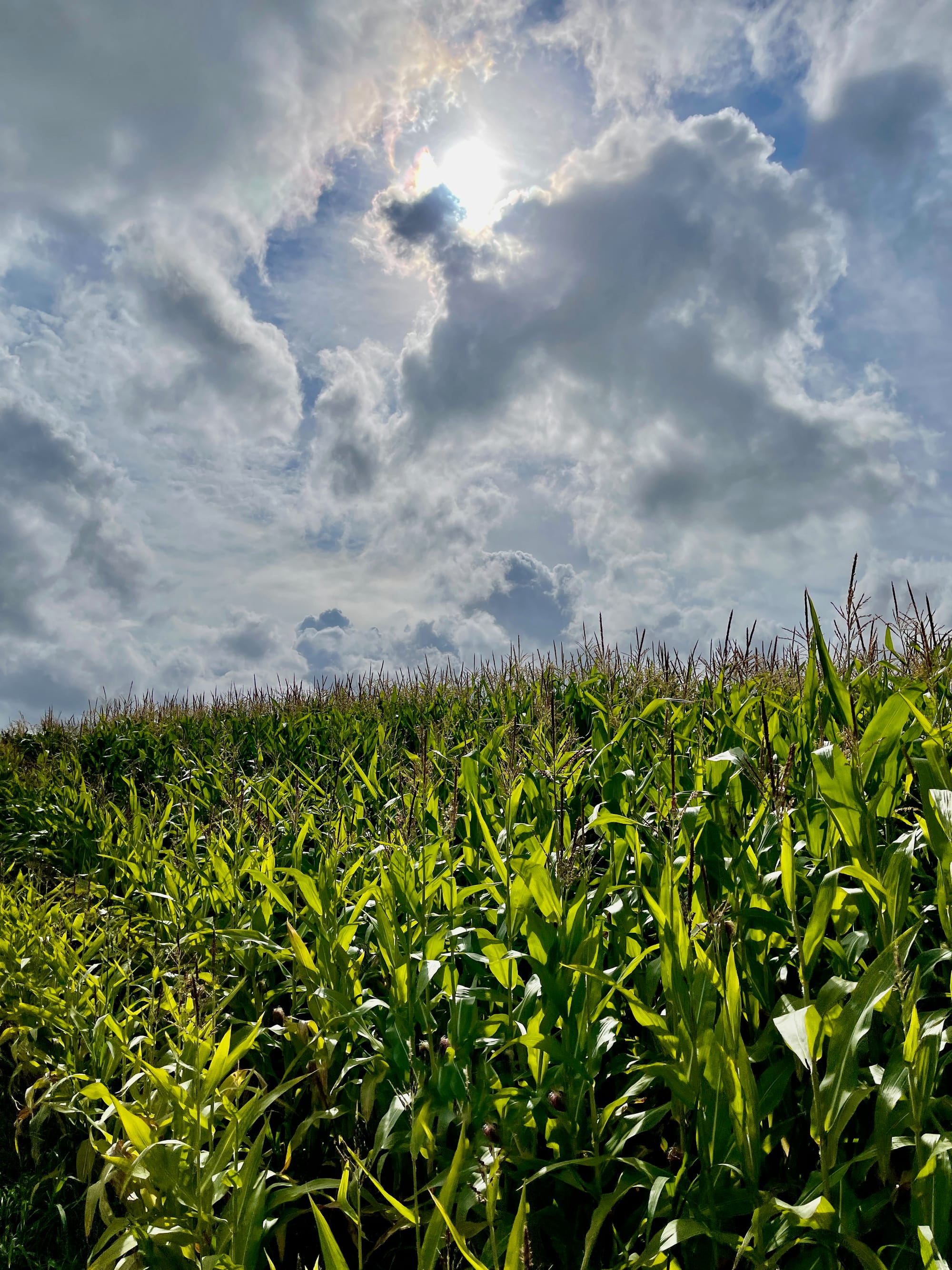 Beneath a Diamond Sky. Ripe, East Sussex