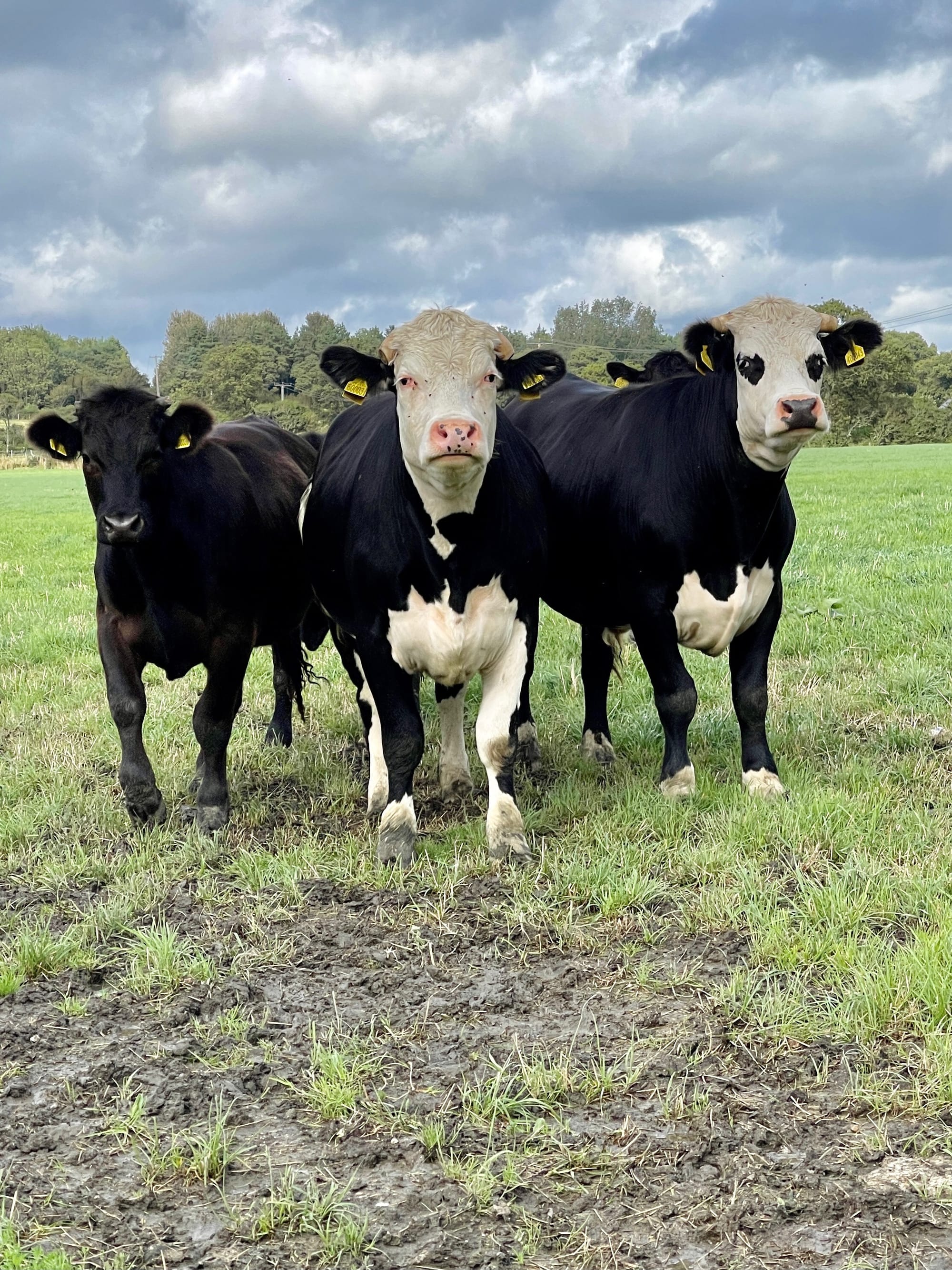 Bully Beef and his Black Eyed Bro. Chalvington, East Sussex