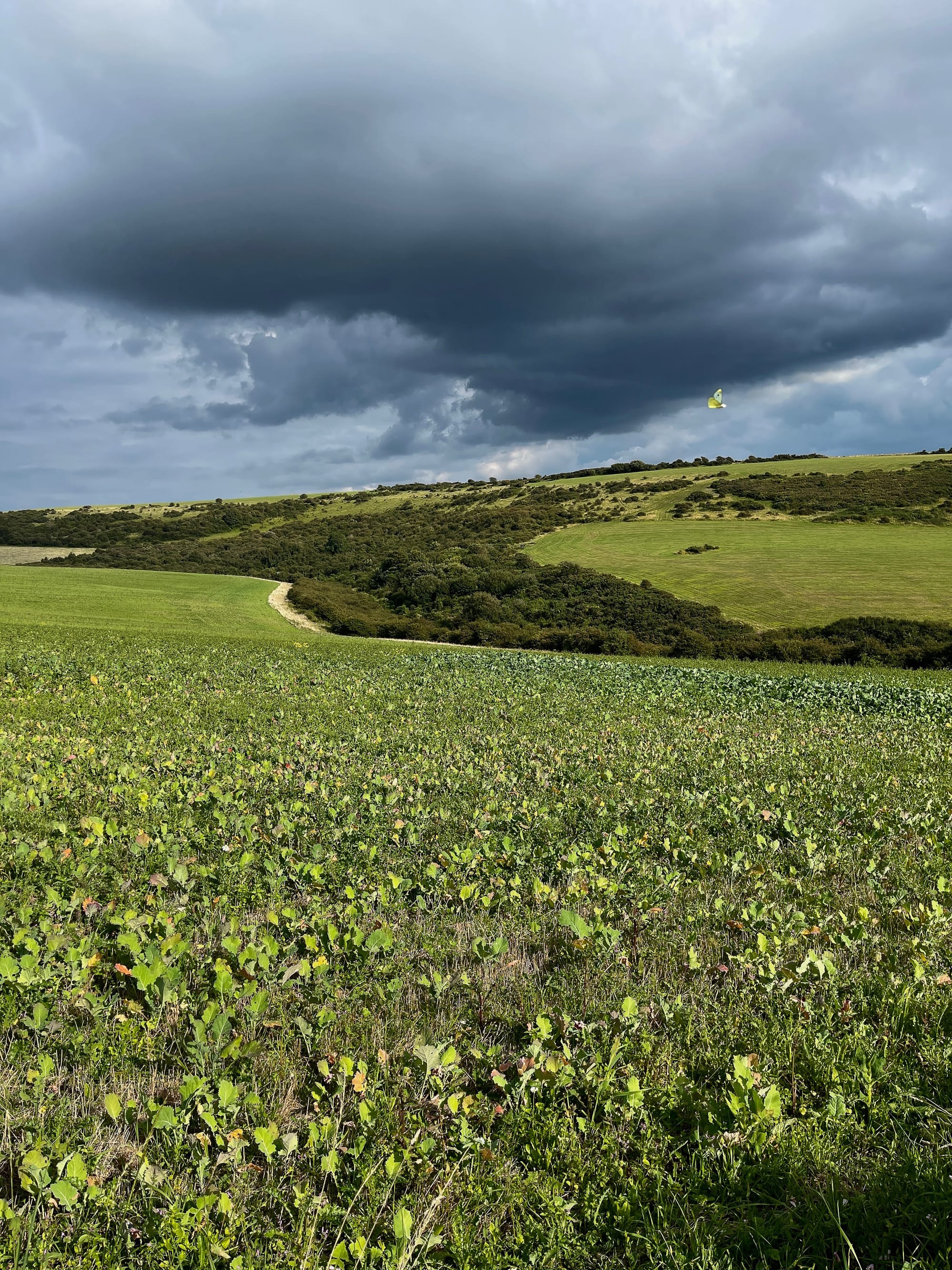 Butterfly fly by. Black Cap Hill, East Sussex