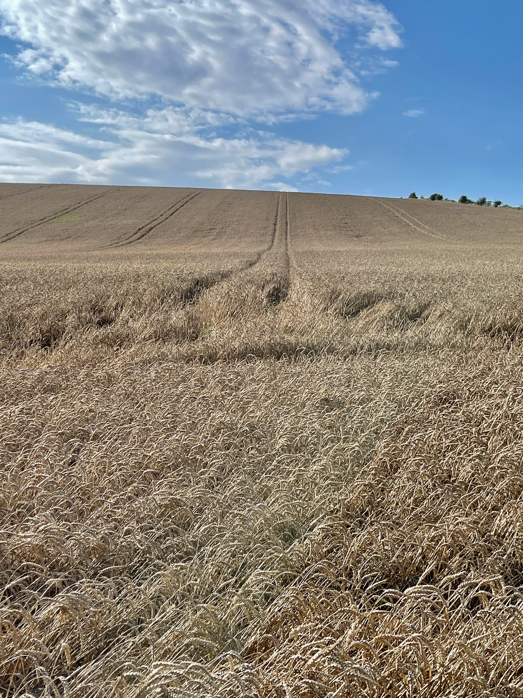 Ripening Fields. Firle, East Sussex