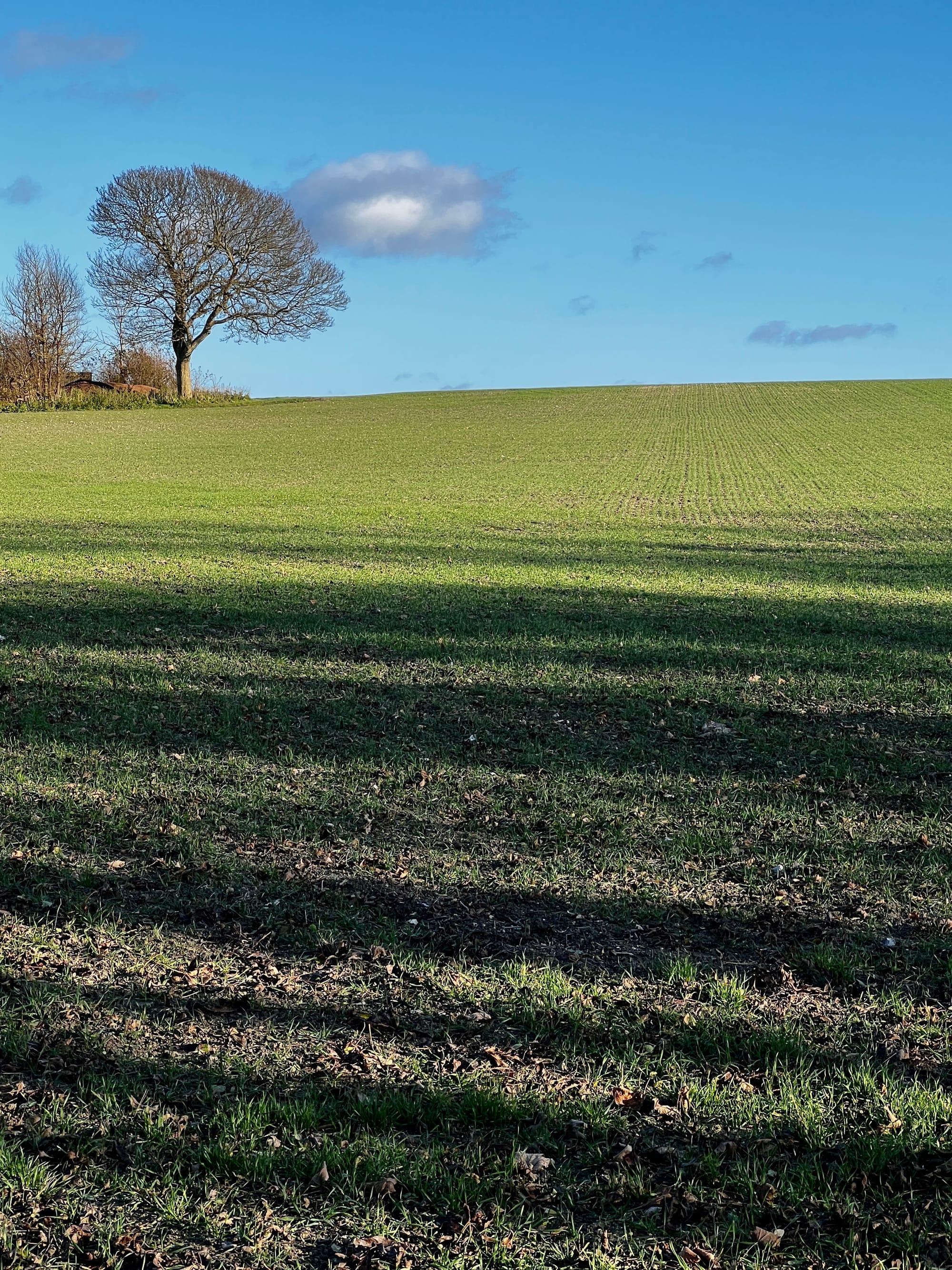 Winter Sowing. Furlongs, Glynde, East Sussex