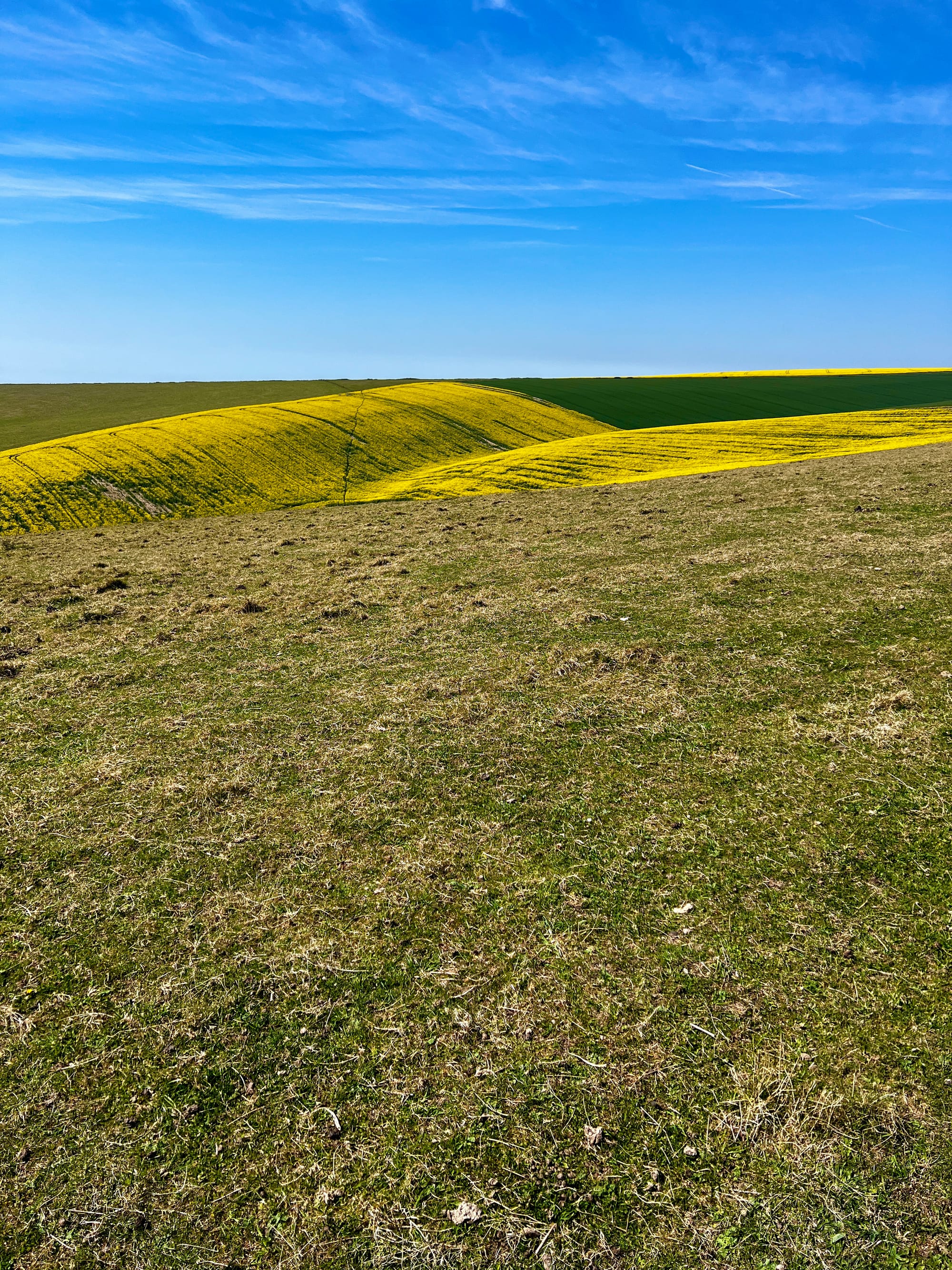 The vibrant colours of Ukraine on The South Downs Way near Alfriston, East Sussex