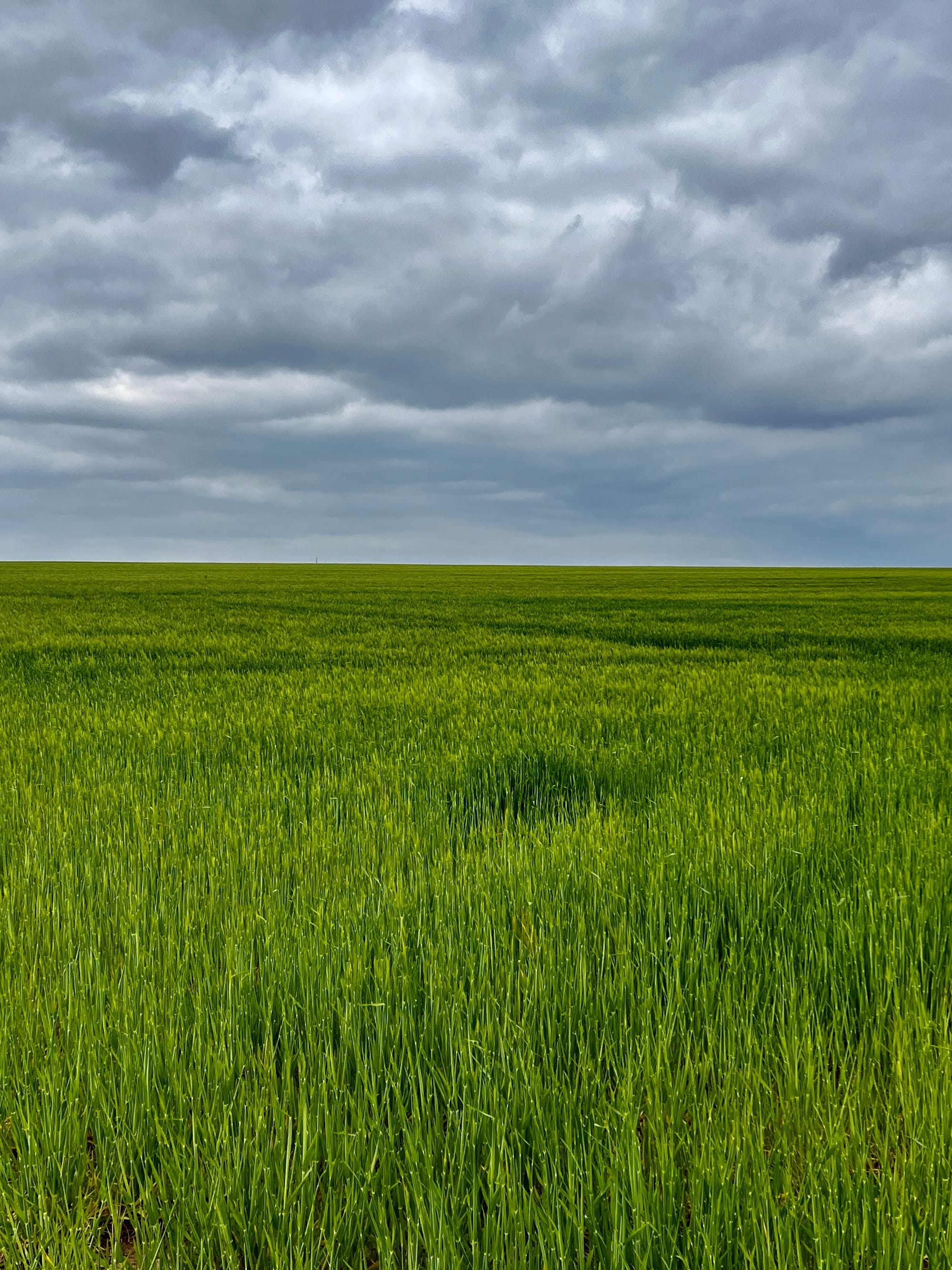 Green as far as I can see. Beacon Hill, East Sussex