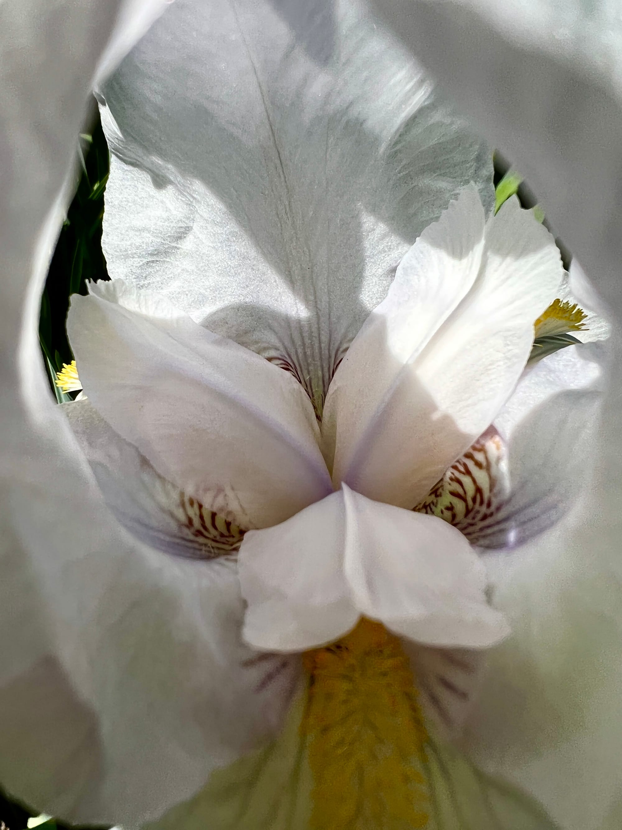 The delicate interior of a white iris. Beddingham