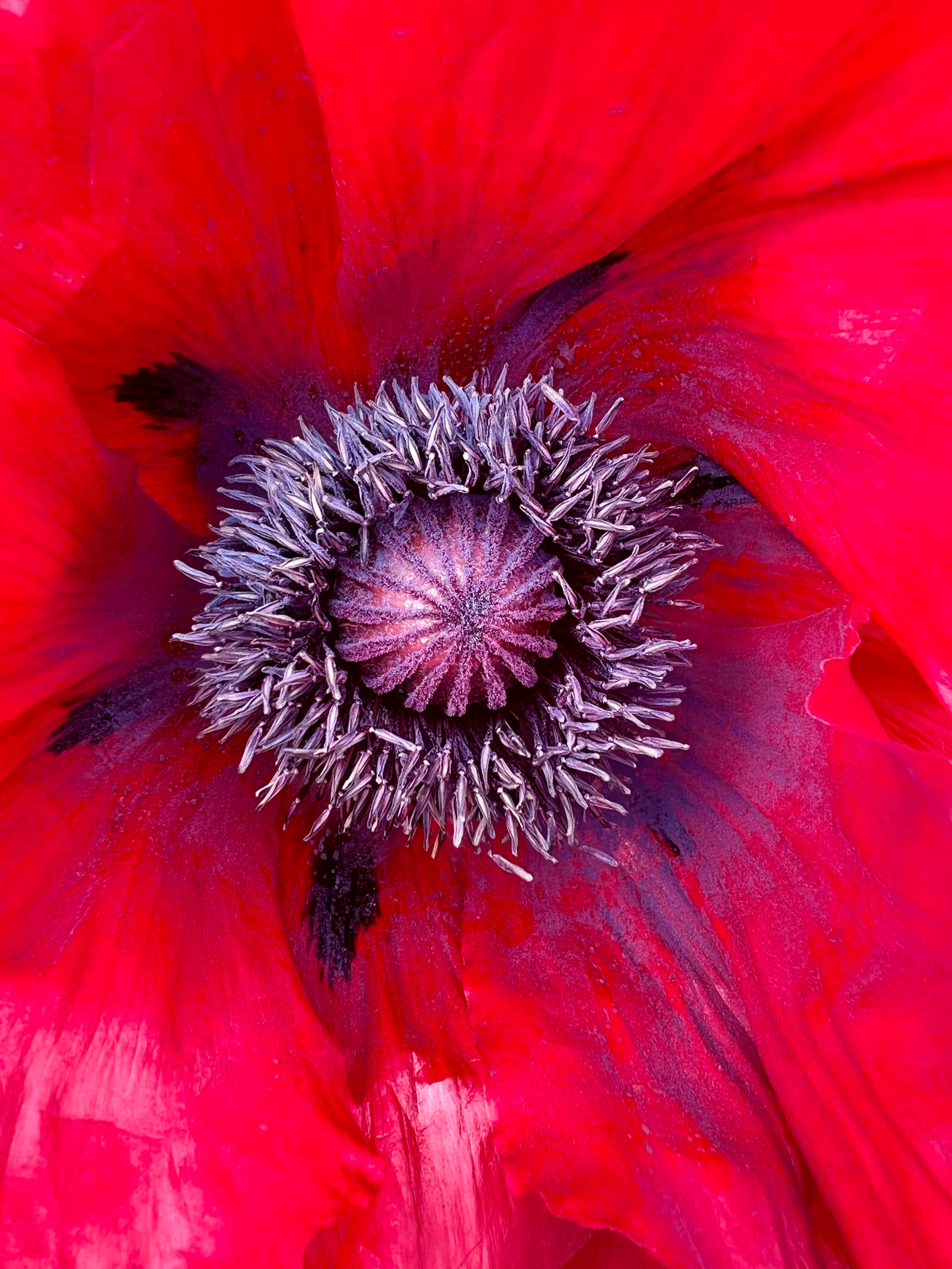 Giant Papaver. Beddingham