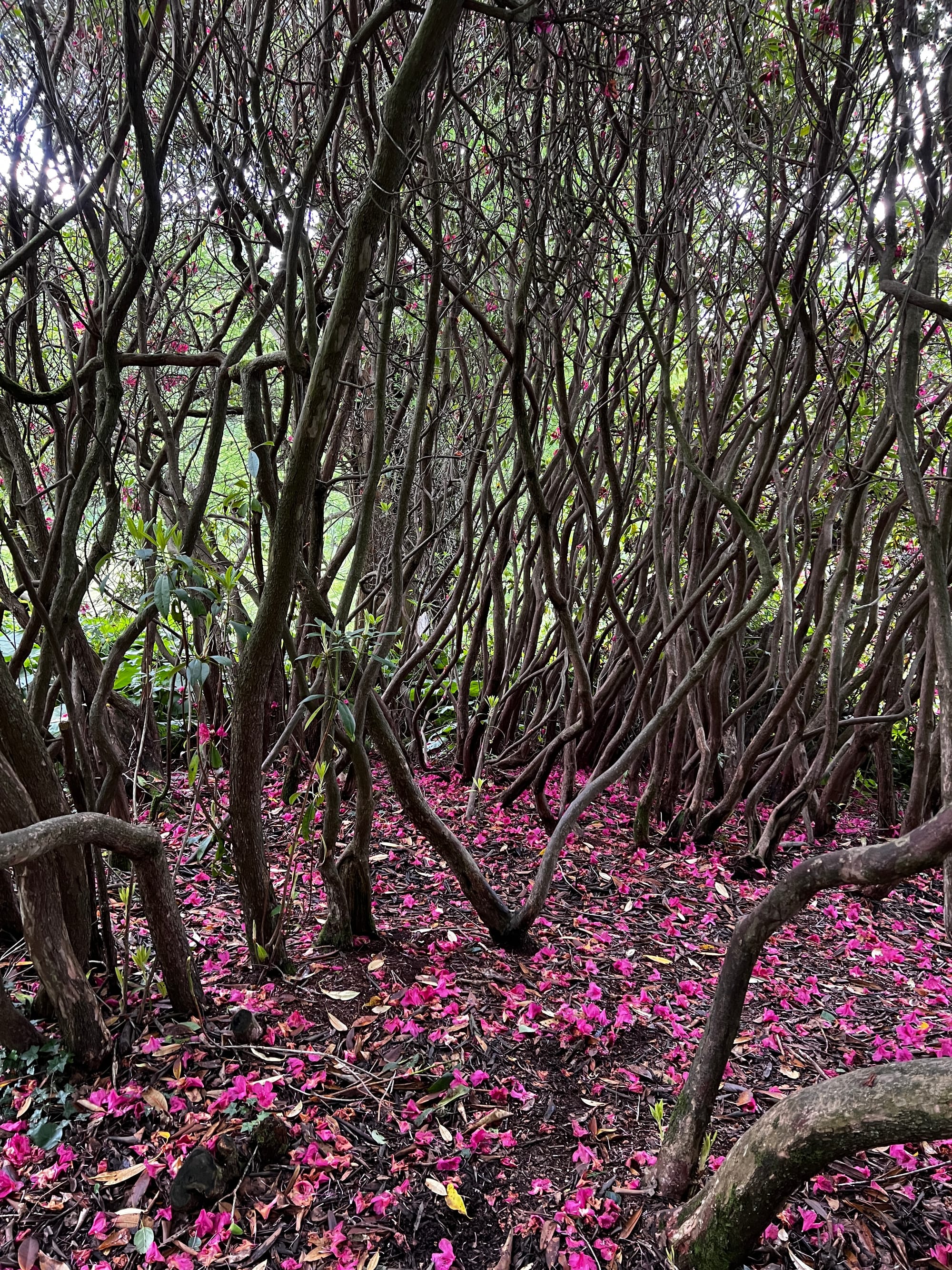 Rhododendrun woods. Sheffield Park Garden