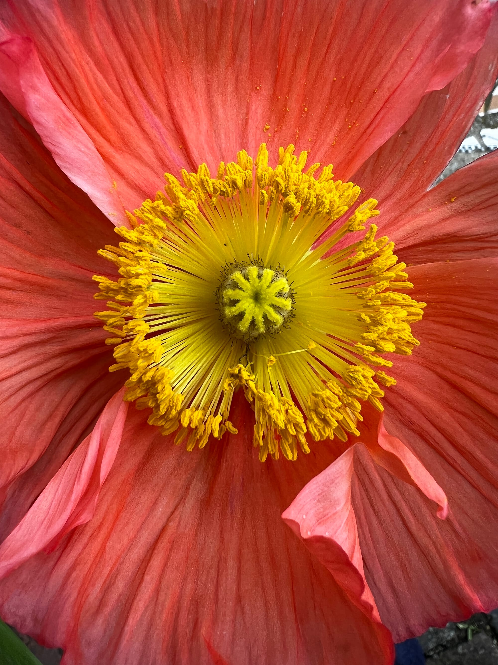 Icelandic Poppy, Beddingham