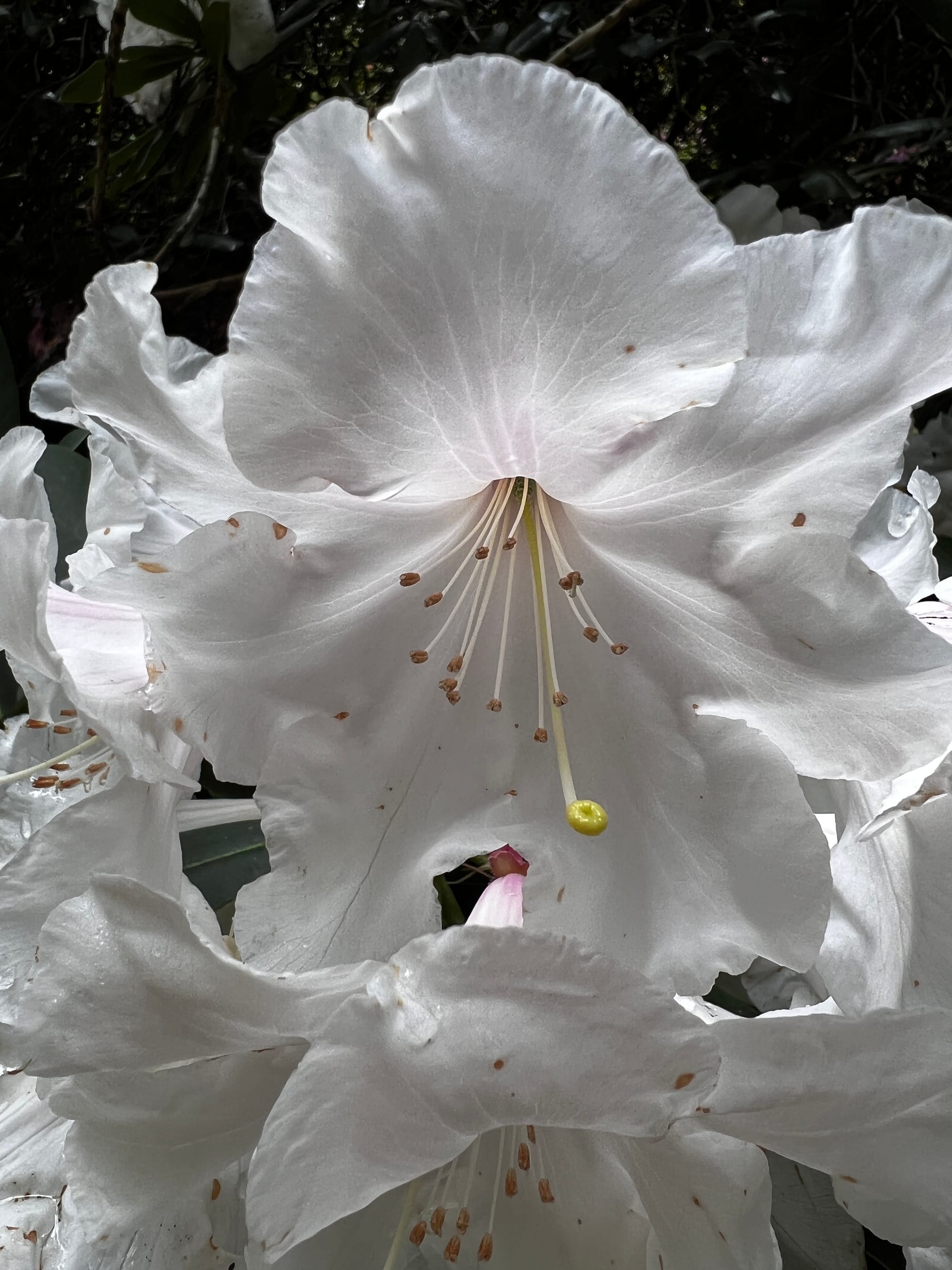 Rhododendron. Sheffield Park, East Sussex