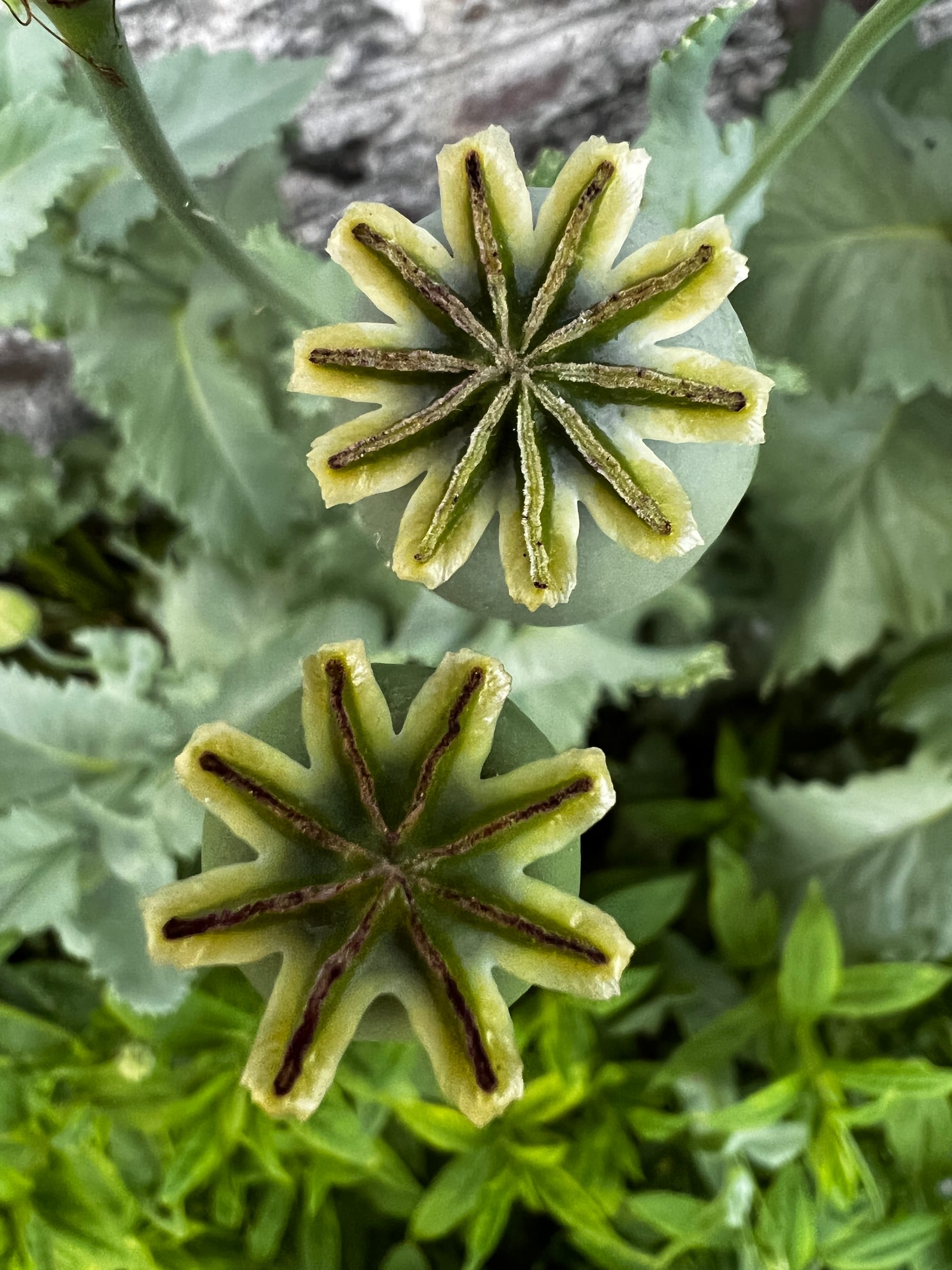 Poppy Heads. Beddingham