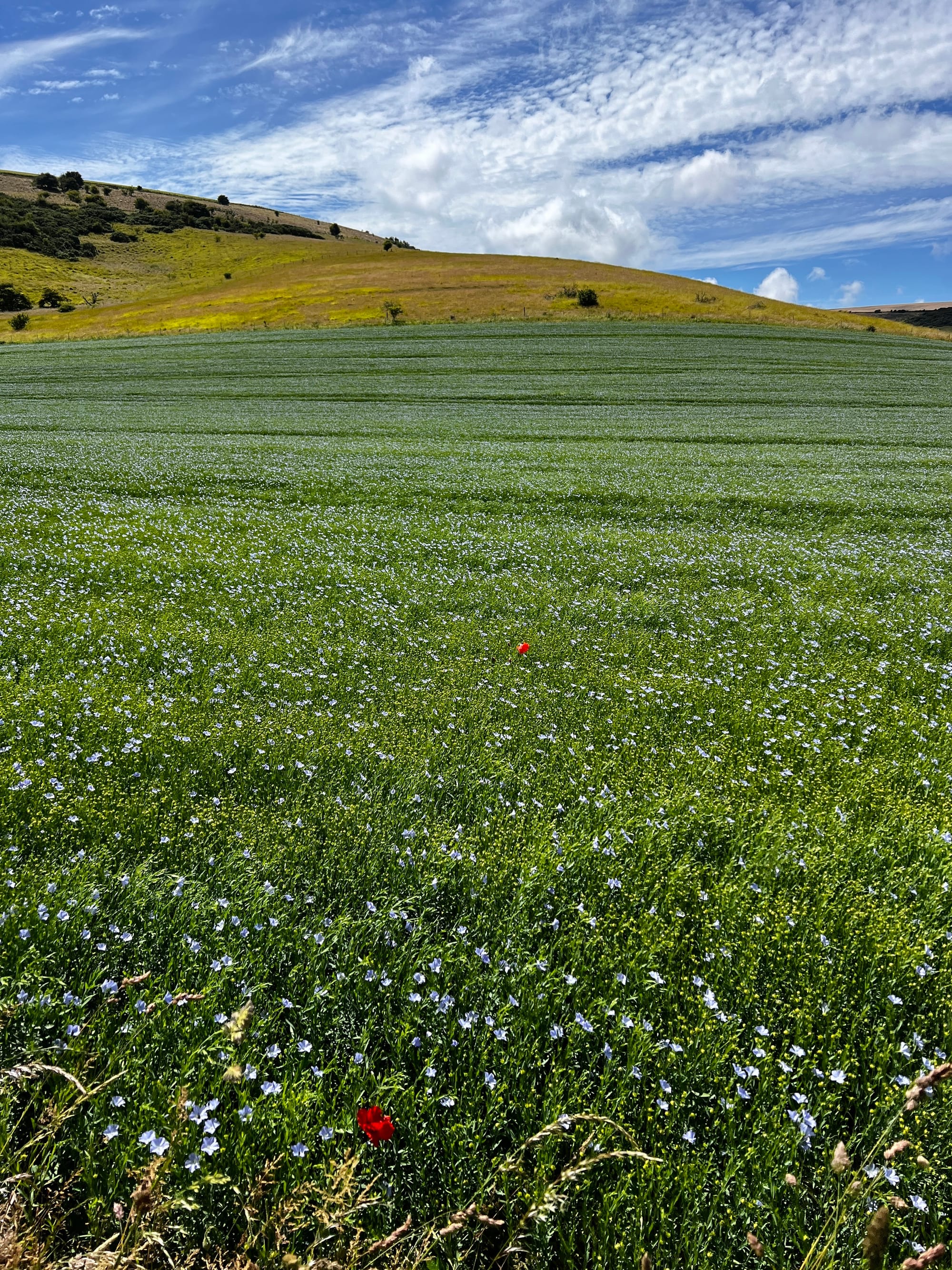 Linseed. Newmarket Bottom, East Sussex