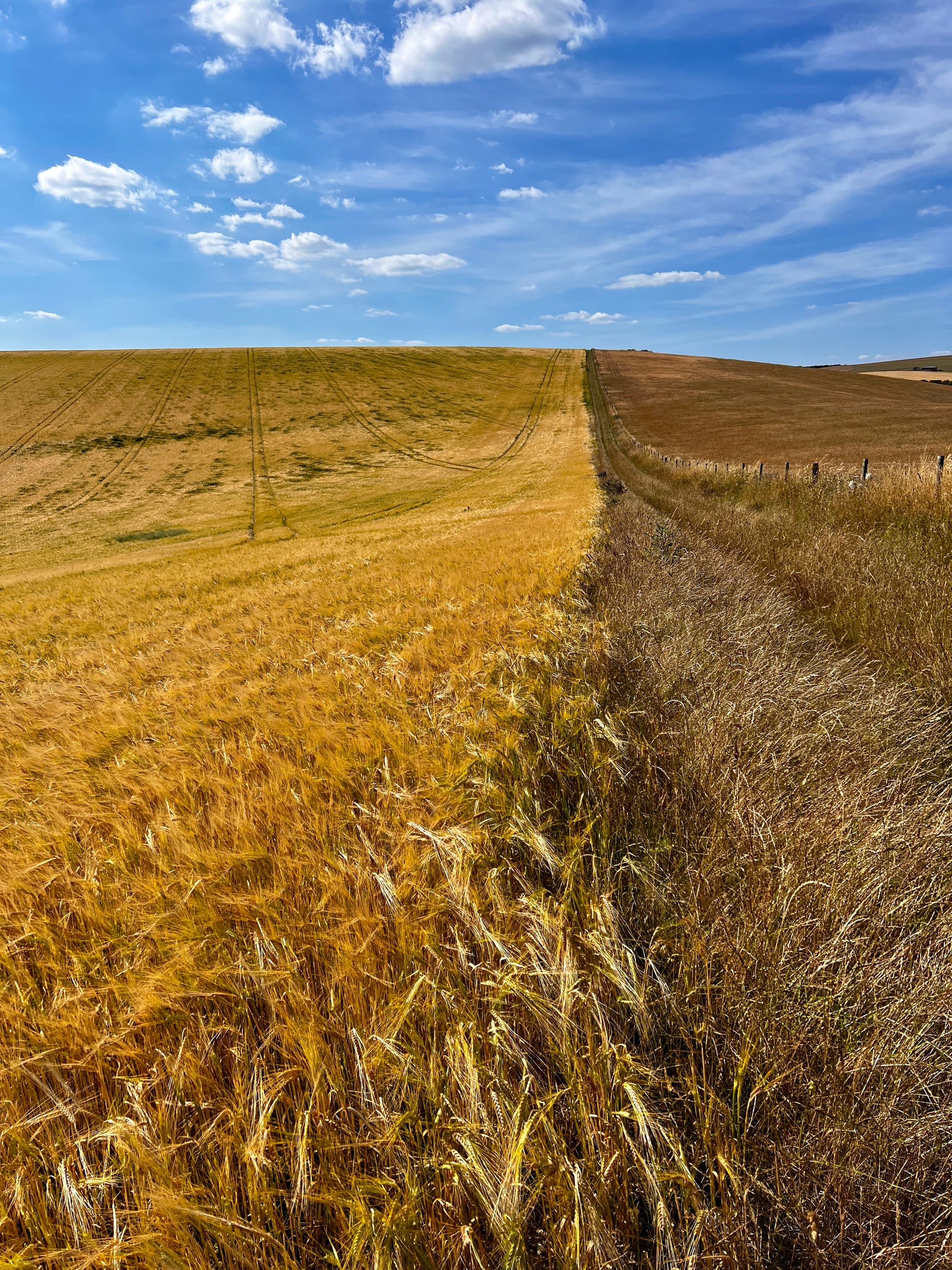 High Summer. Fore Hill, East Sussex