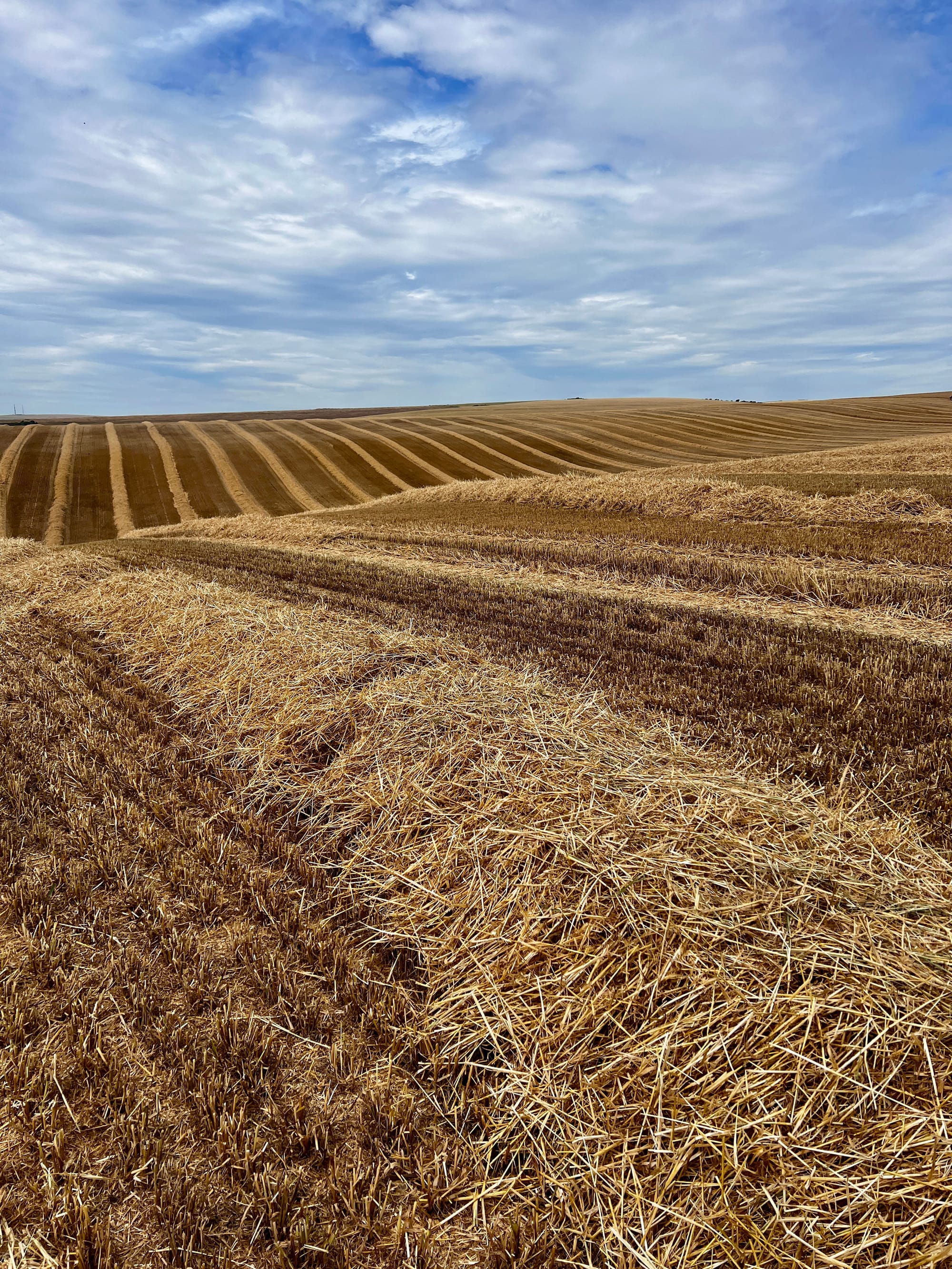 Harvest time, Beacon Hill, East Sussex