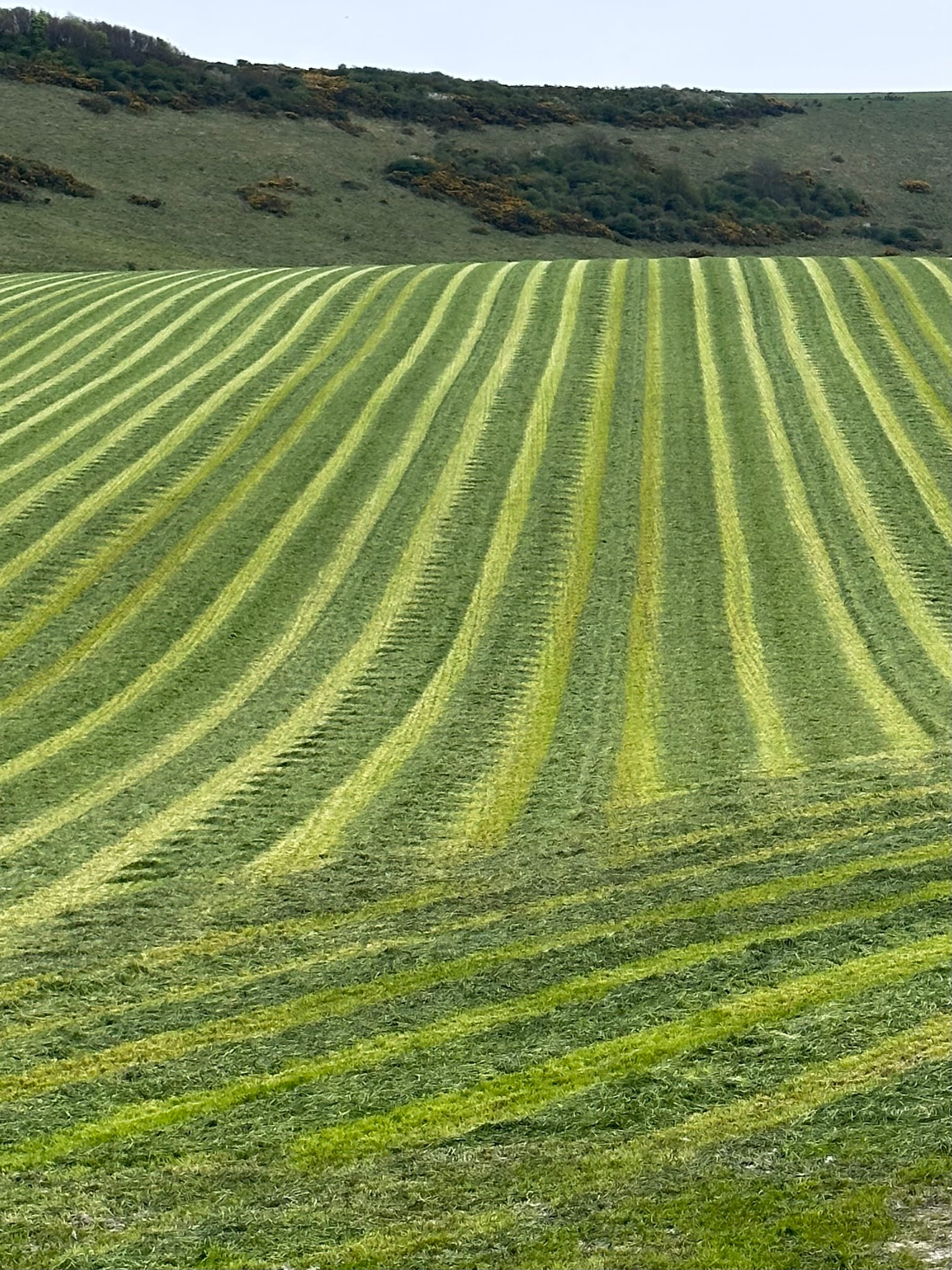 The first mowing of the year