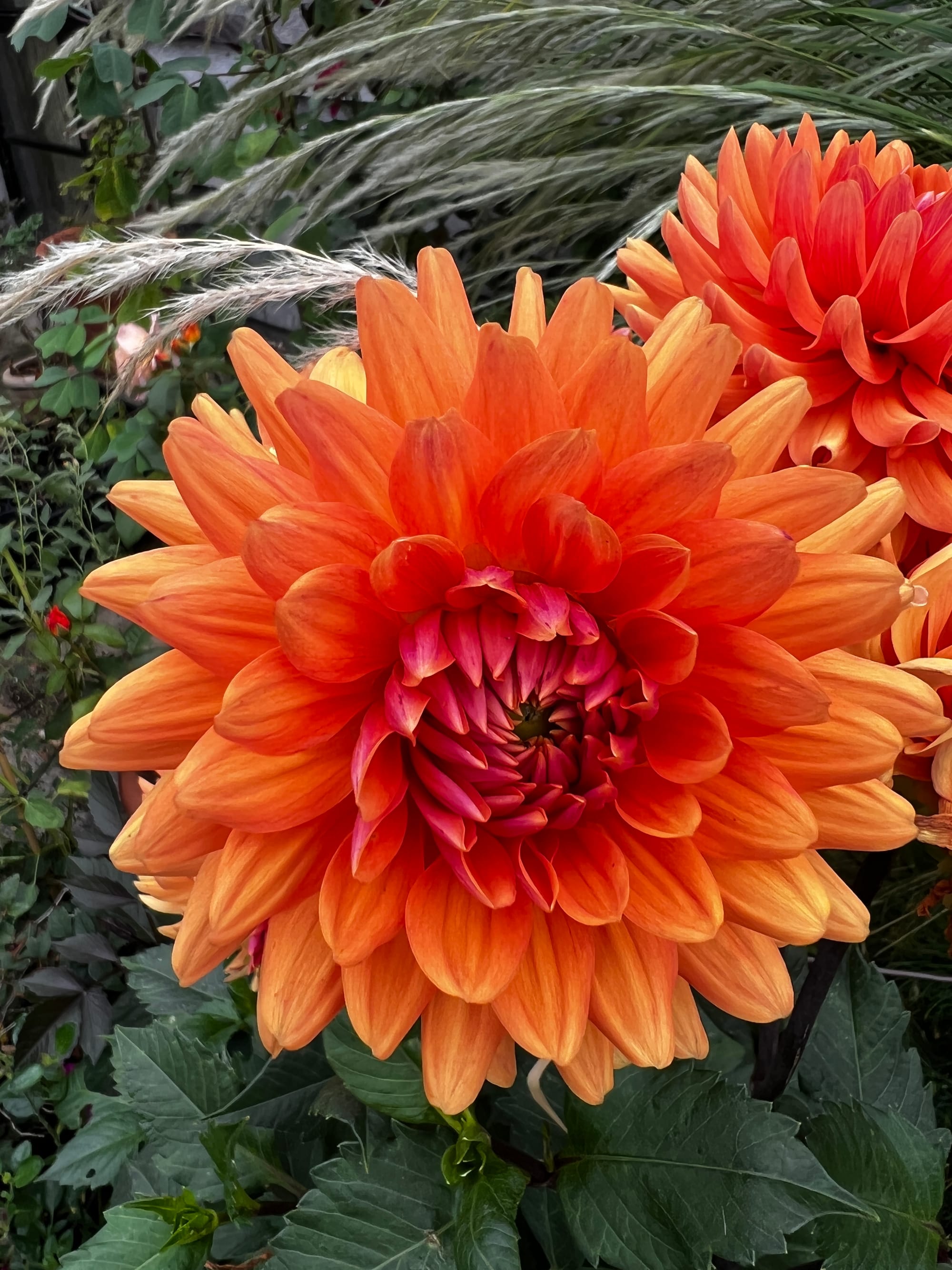 John Coke's Dahlia