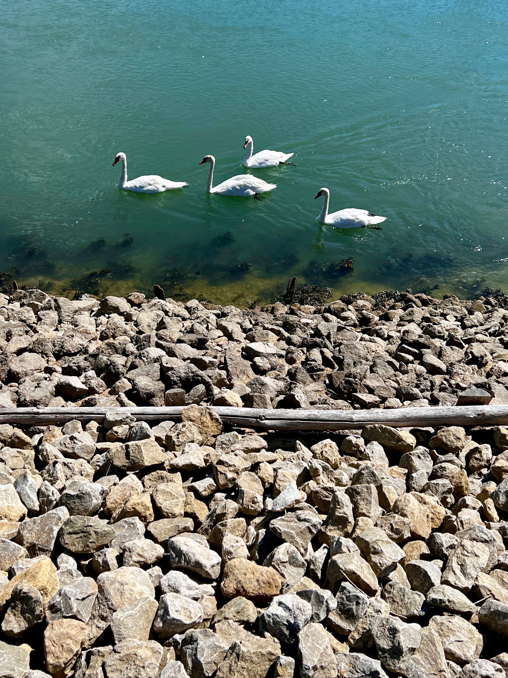 Swans at Piddinhoe