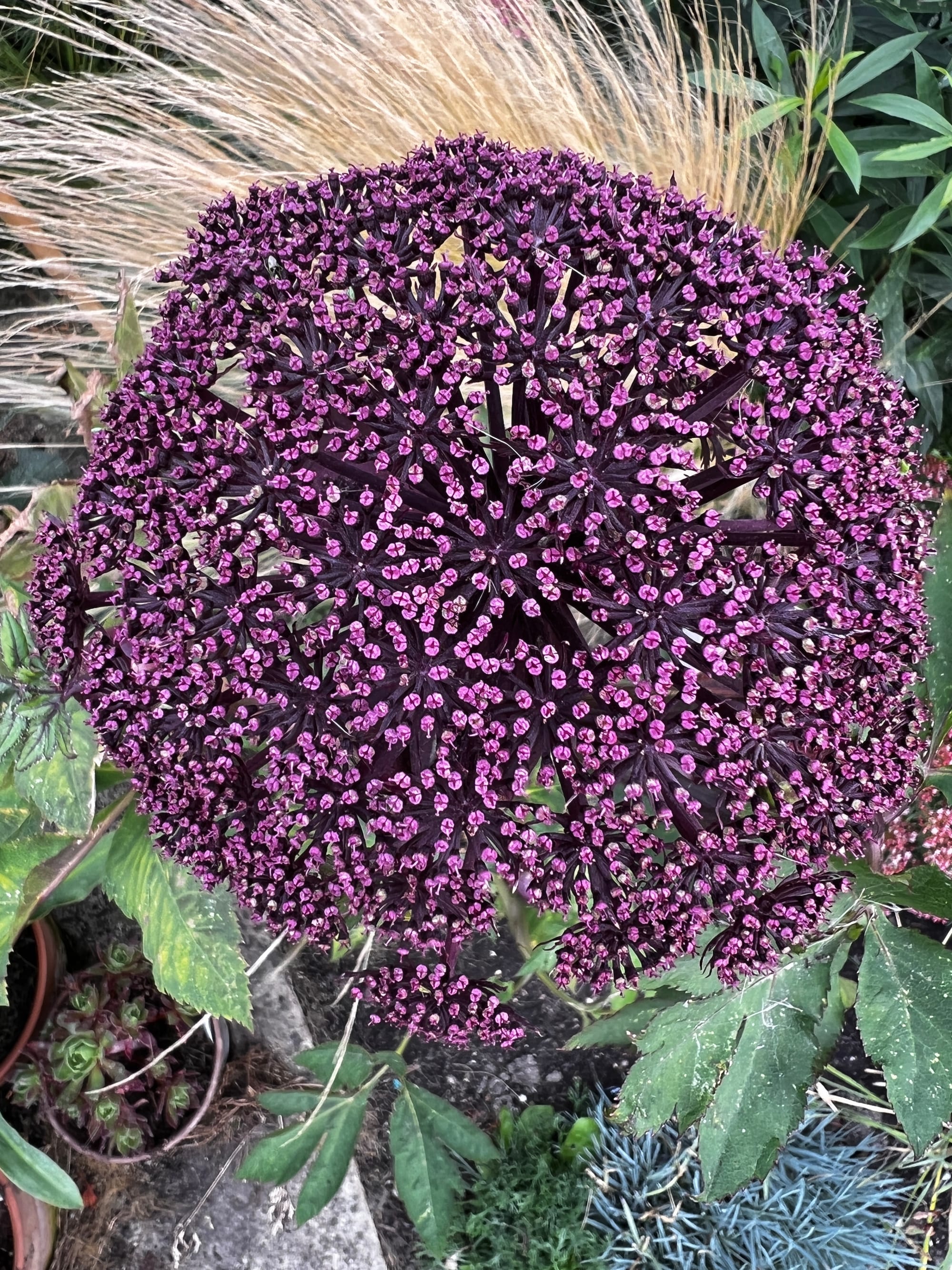 John Coke's Allium Ampeloprasum