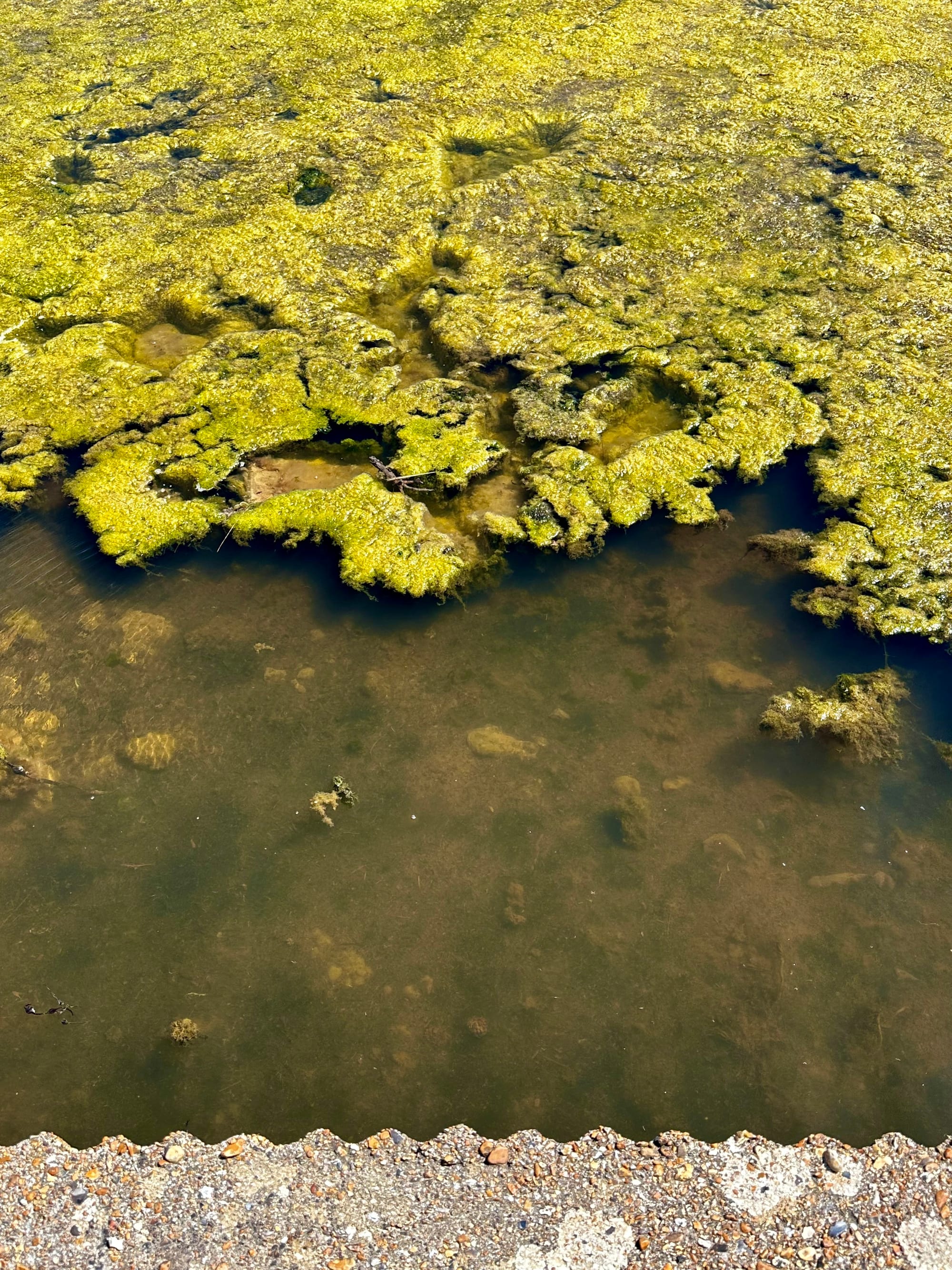 Stganant water, Cuckmere