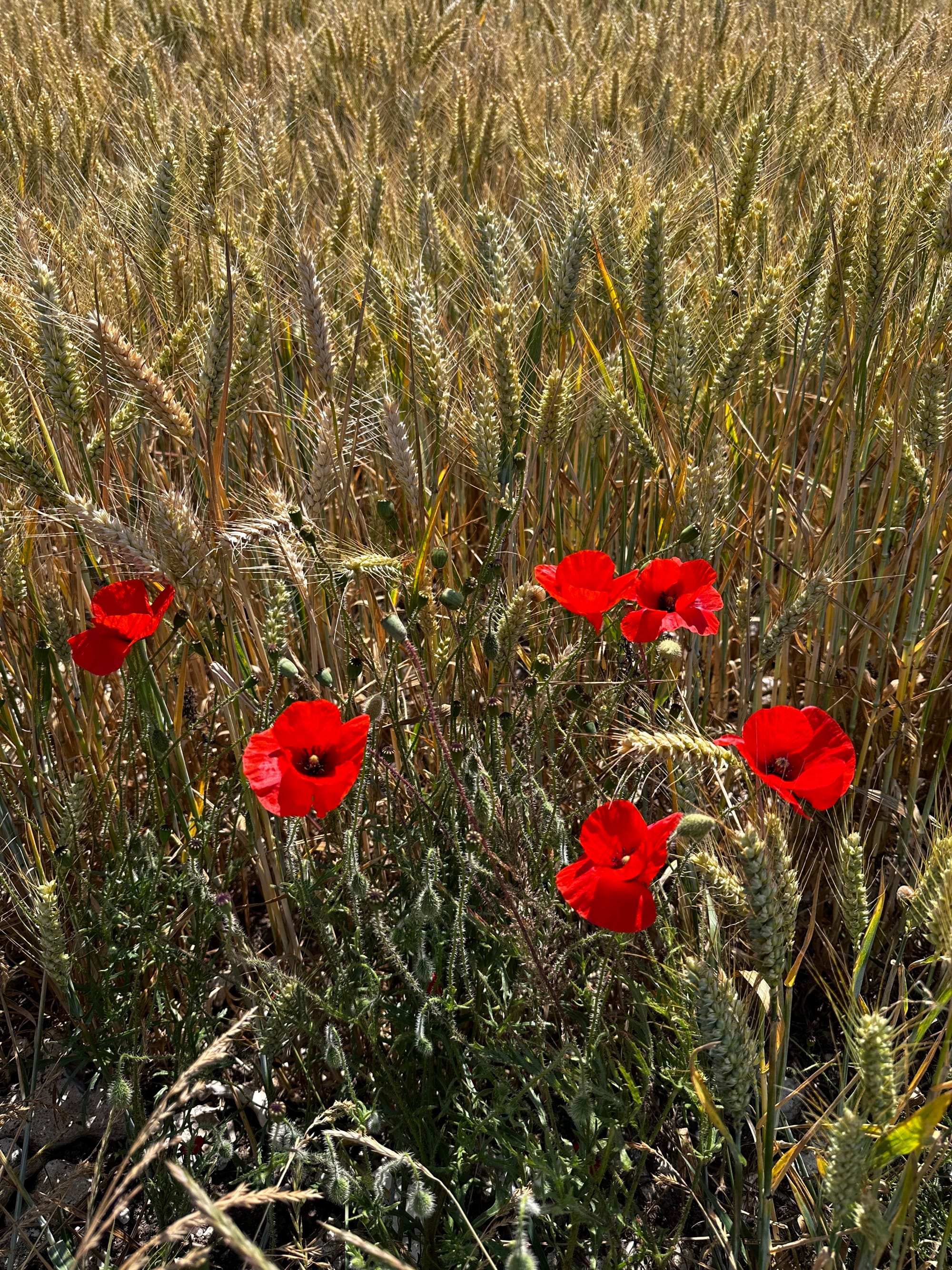 Poppies, Fore Down, Litlington