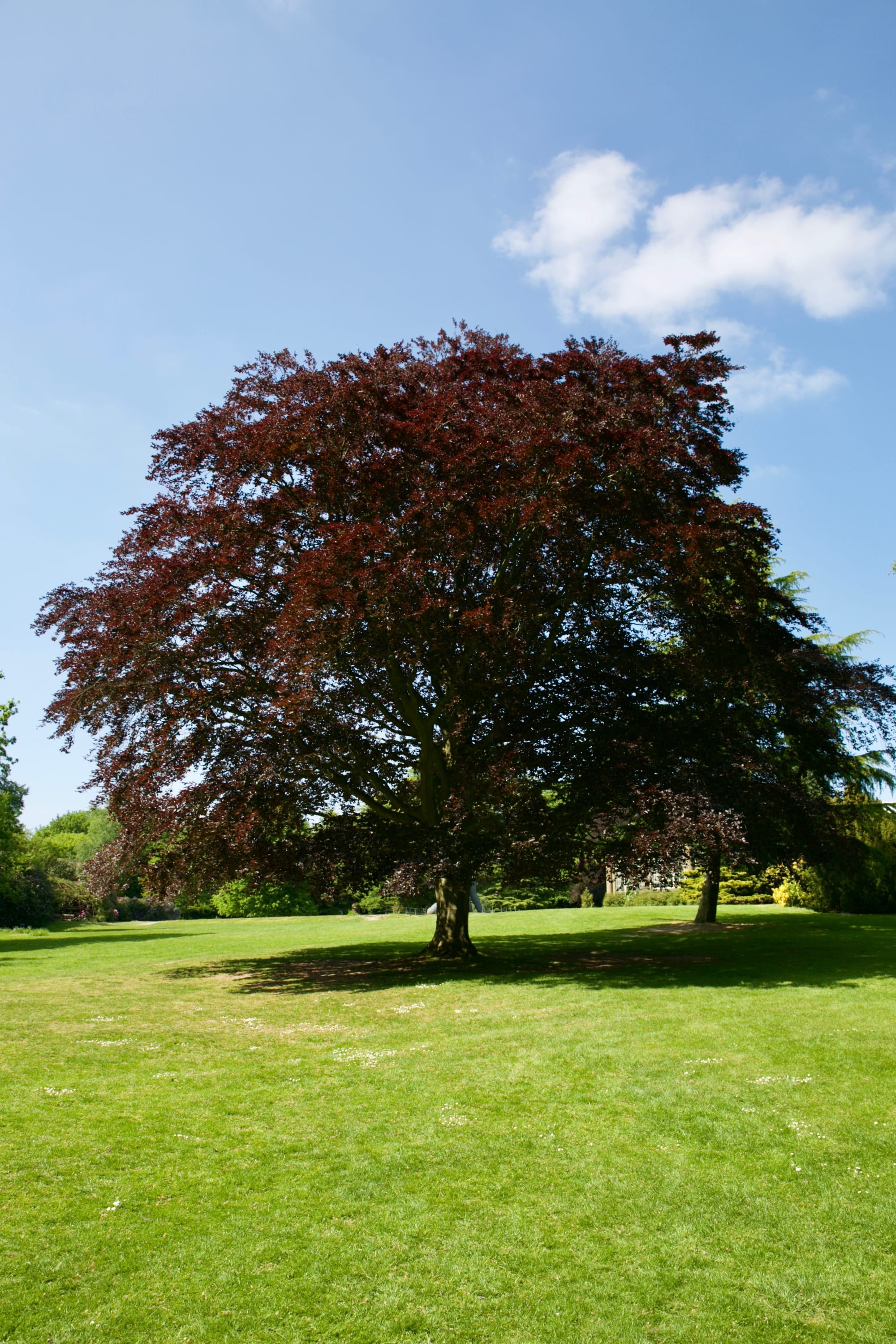 The Beech Tree