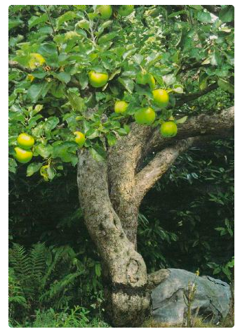 The Original Bramley Apple Tree Southwell