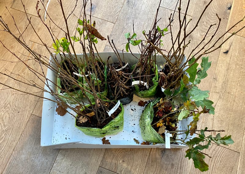 Tree Saplings arrived today from the Woodland Trust