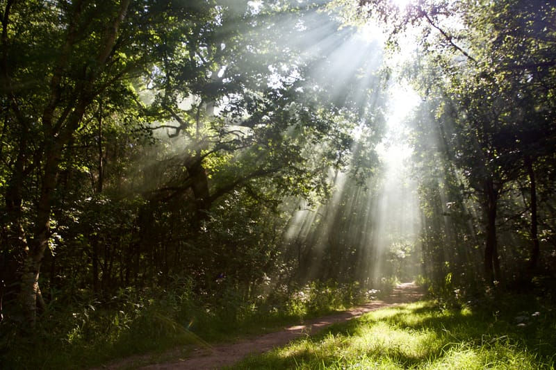 About Significant Trees