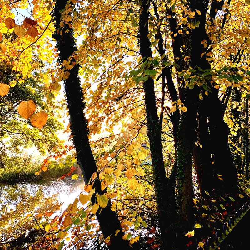 Launching New Significant Trees Website