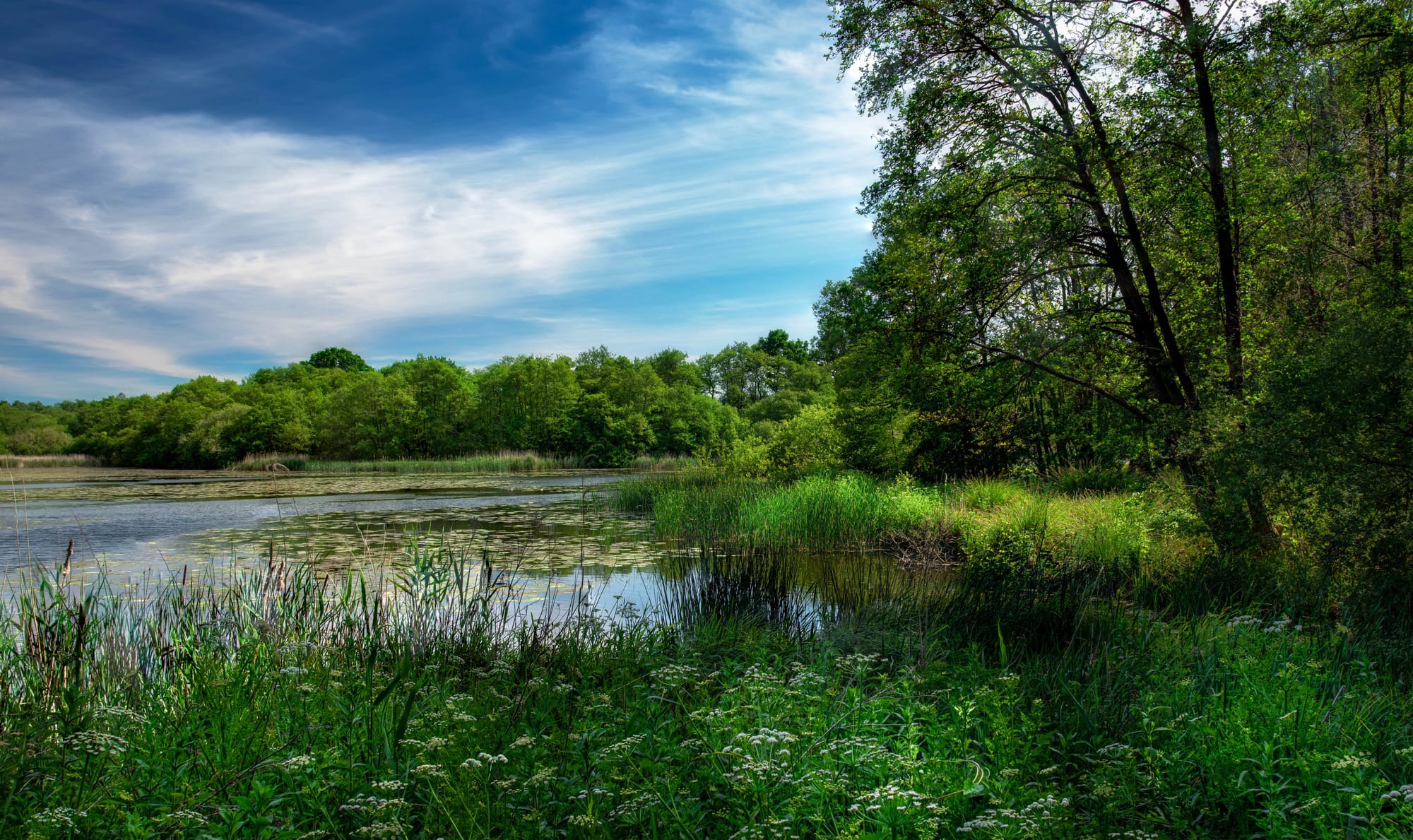 Beautiful pond