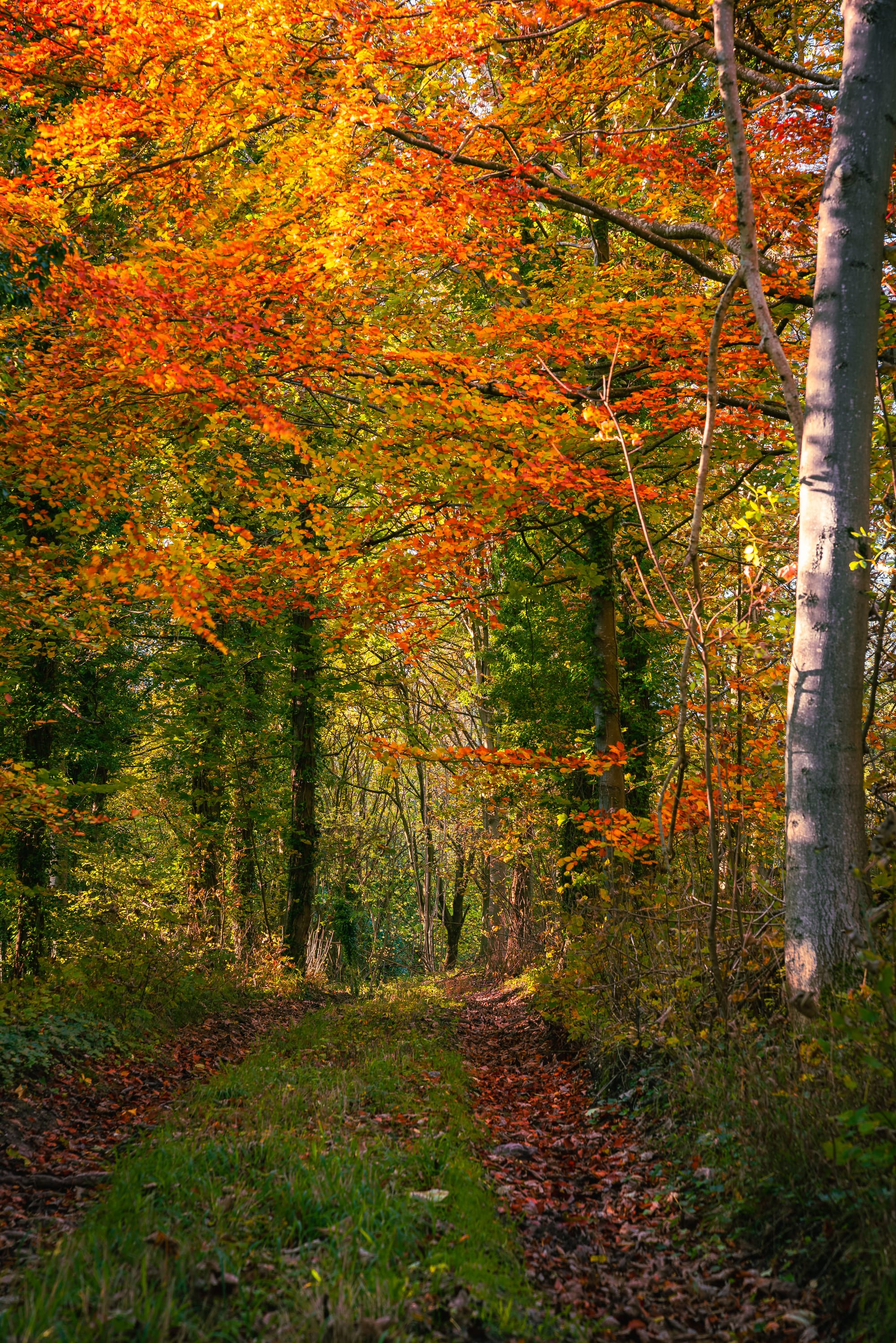 Autumn at its best