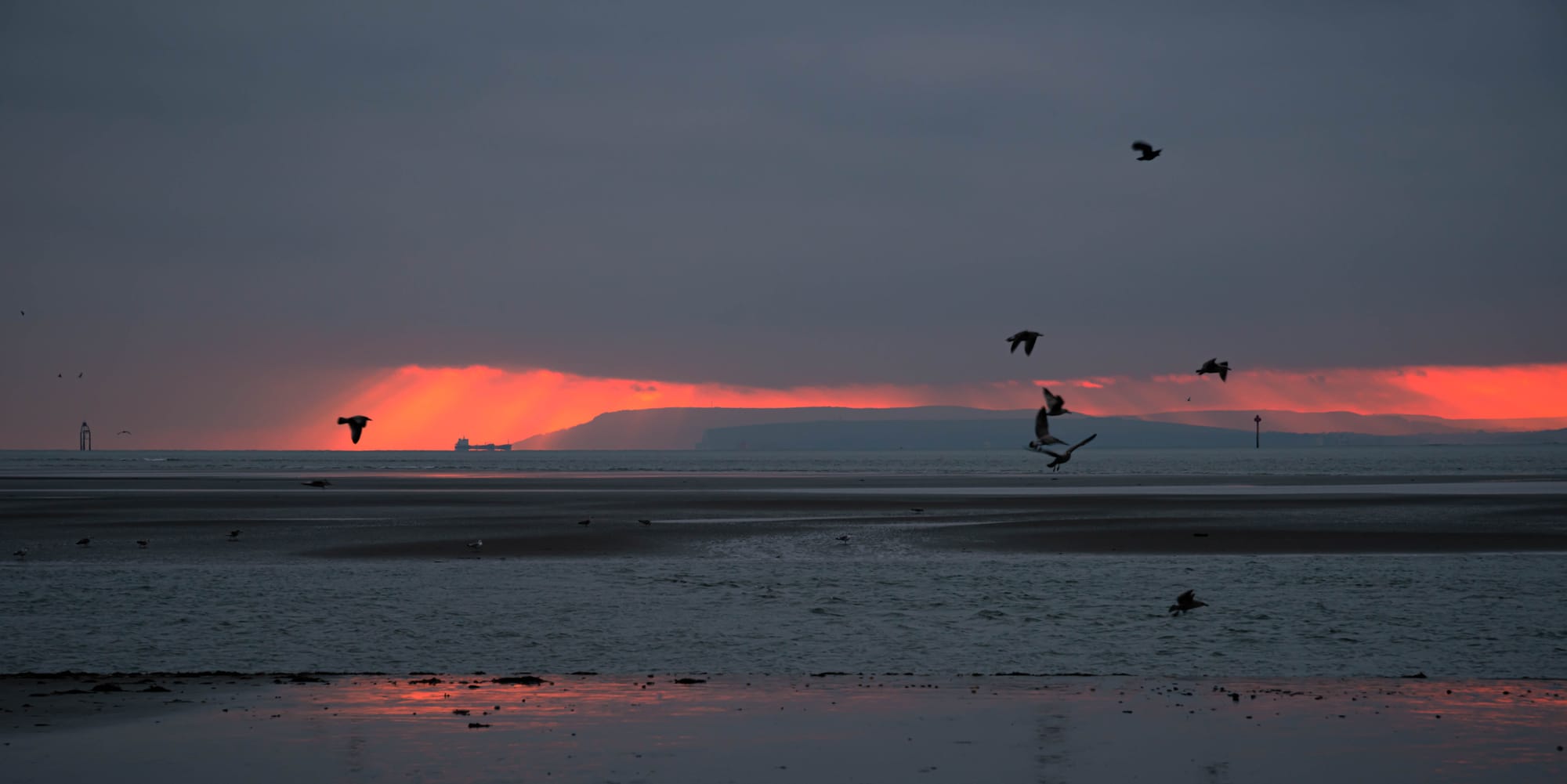 Sea Gulls in flight at sunset