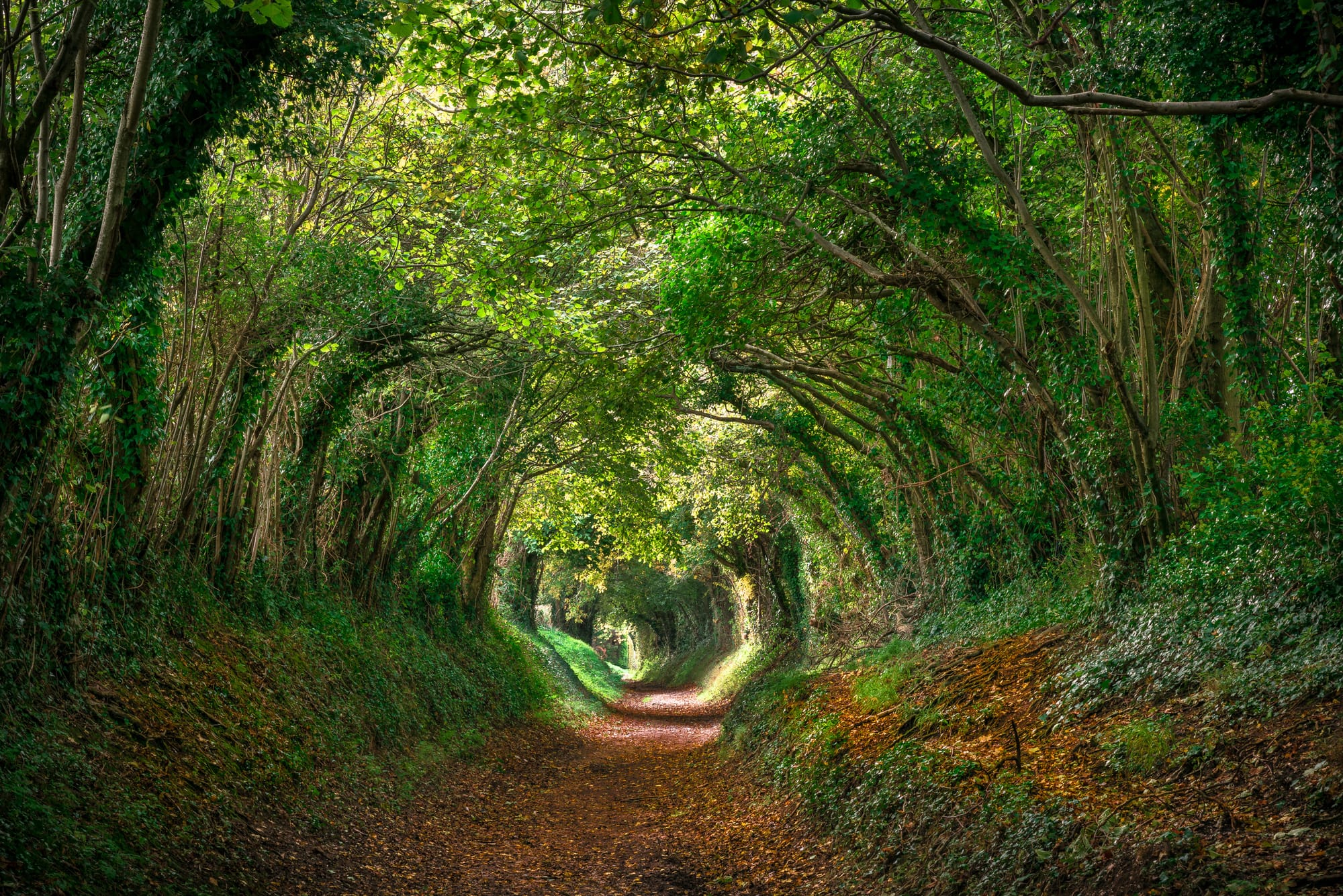 Tunnel of trees