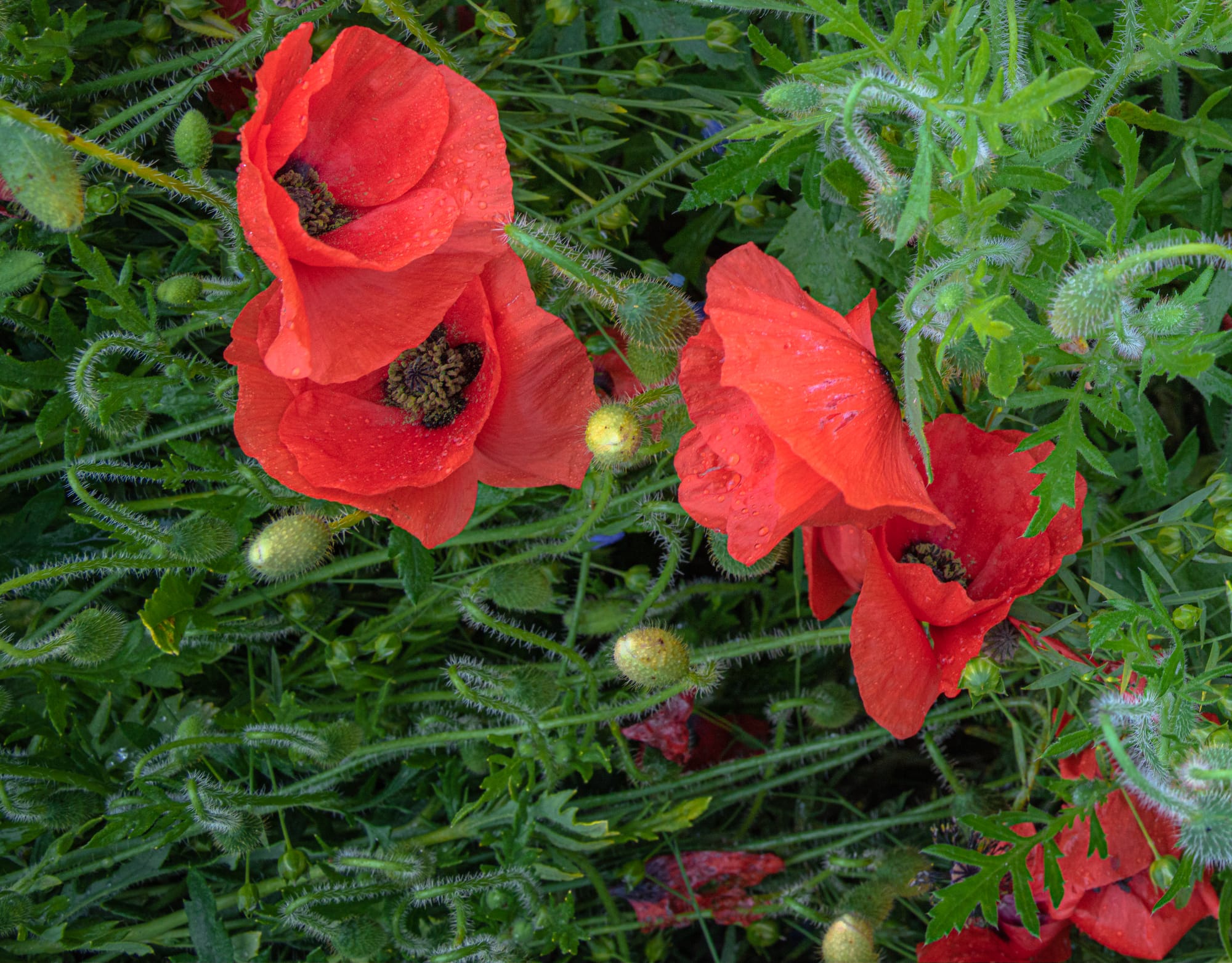 Field of red