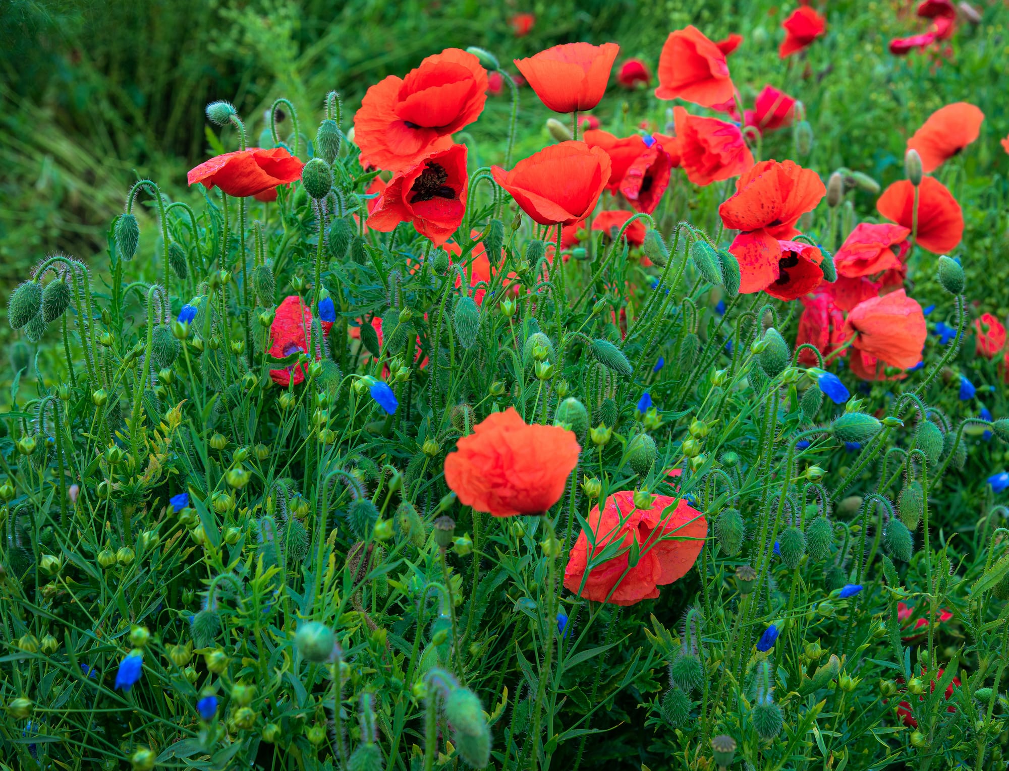 Poppies