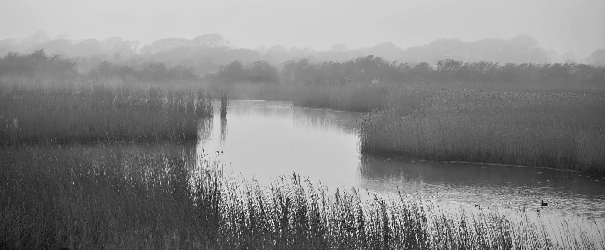 Mist on the marsh