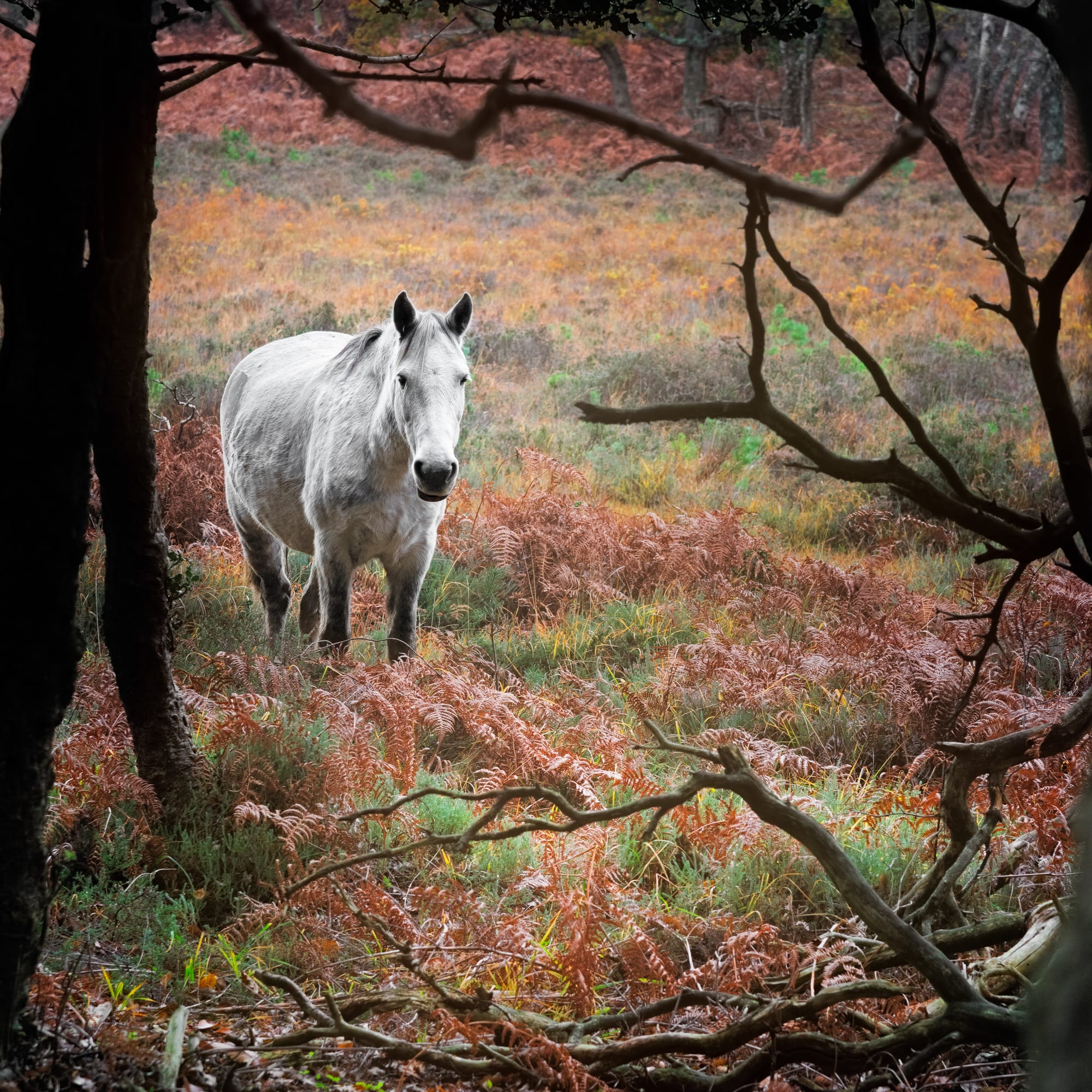 Wild beauty