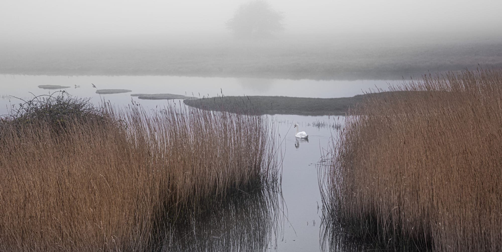 Swan in the mist