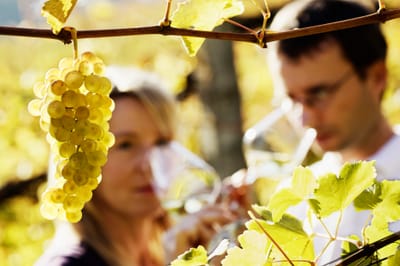 Benefit of Getting in Touch with D&#039;vine Wine Tours image