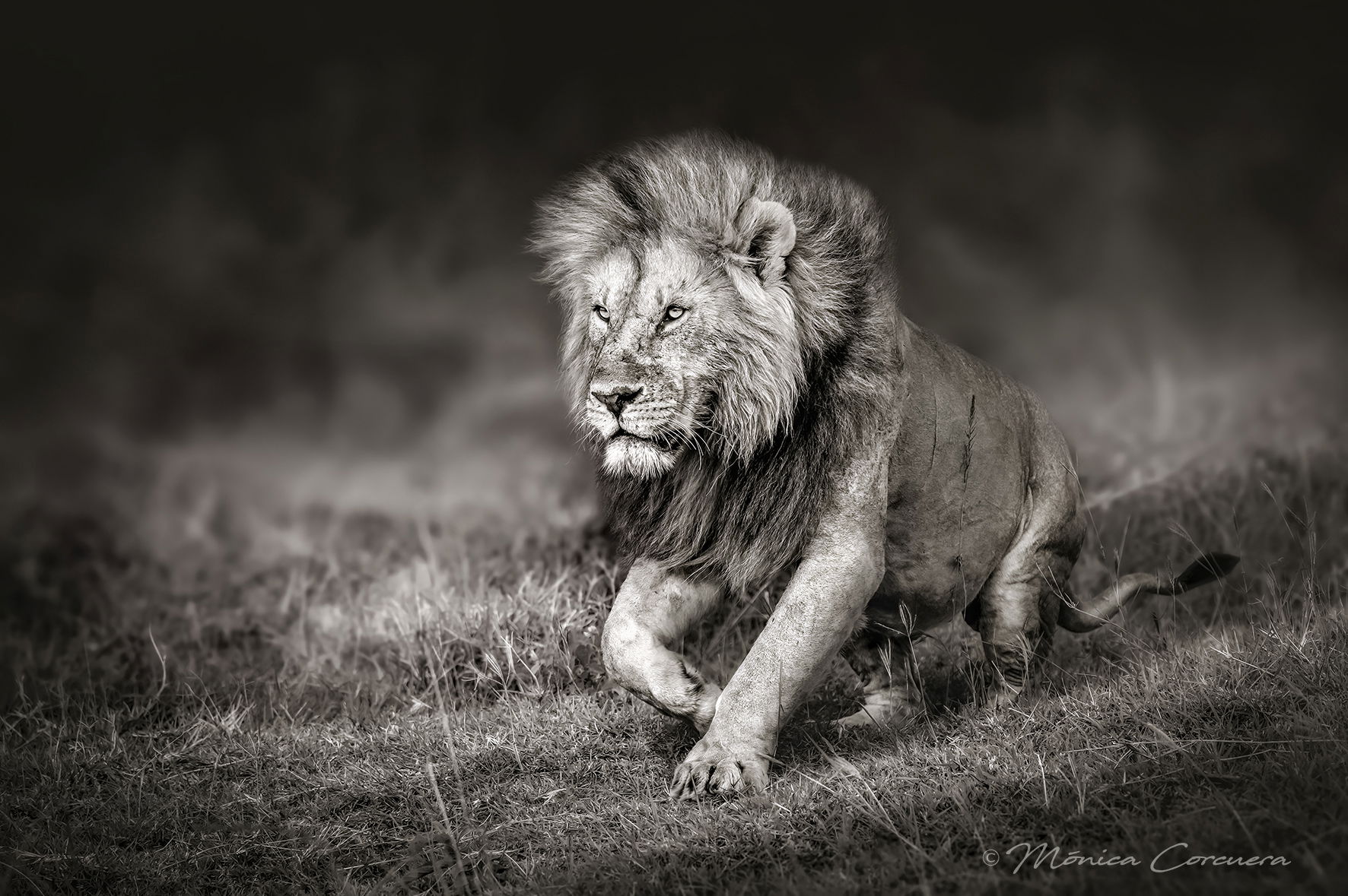 "A TRIBUTE TO THE KING" B&W *002