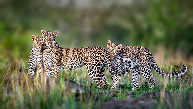 The greatest Maasai Mara 2023